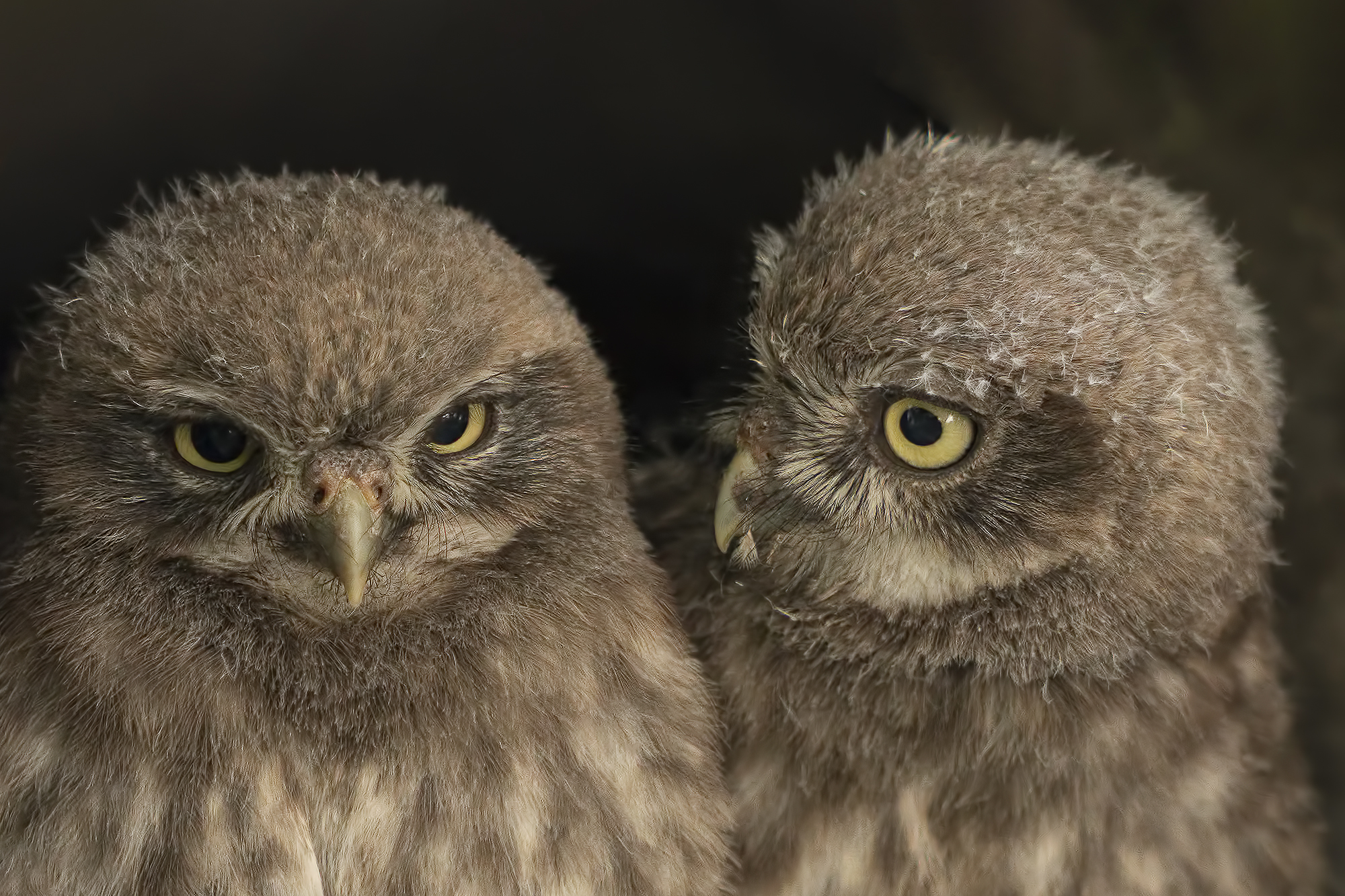 Two Little Owls
