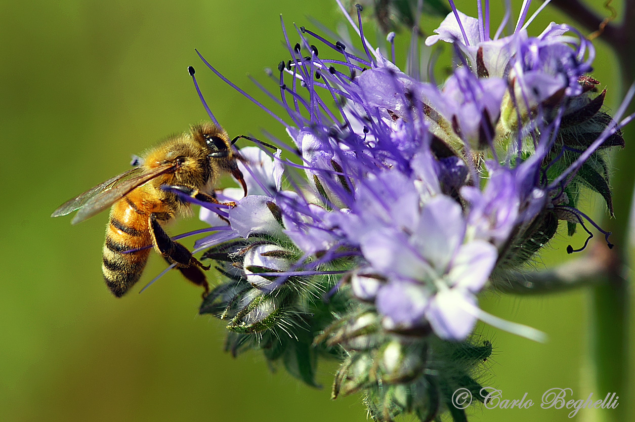 Fiore amato dalle api