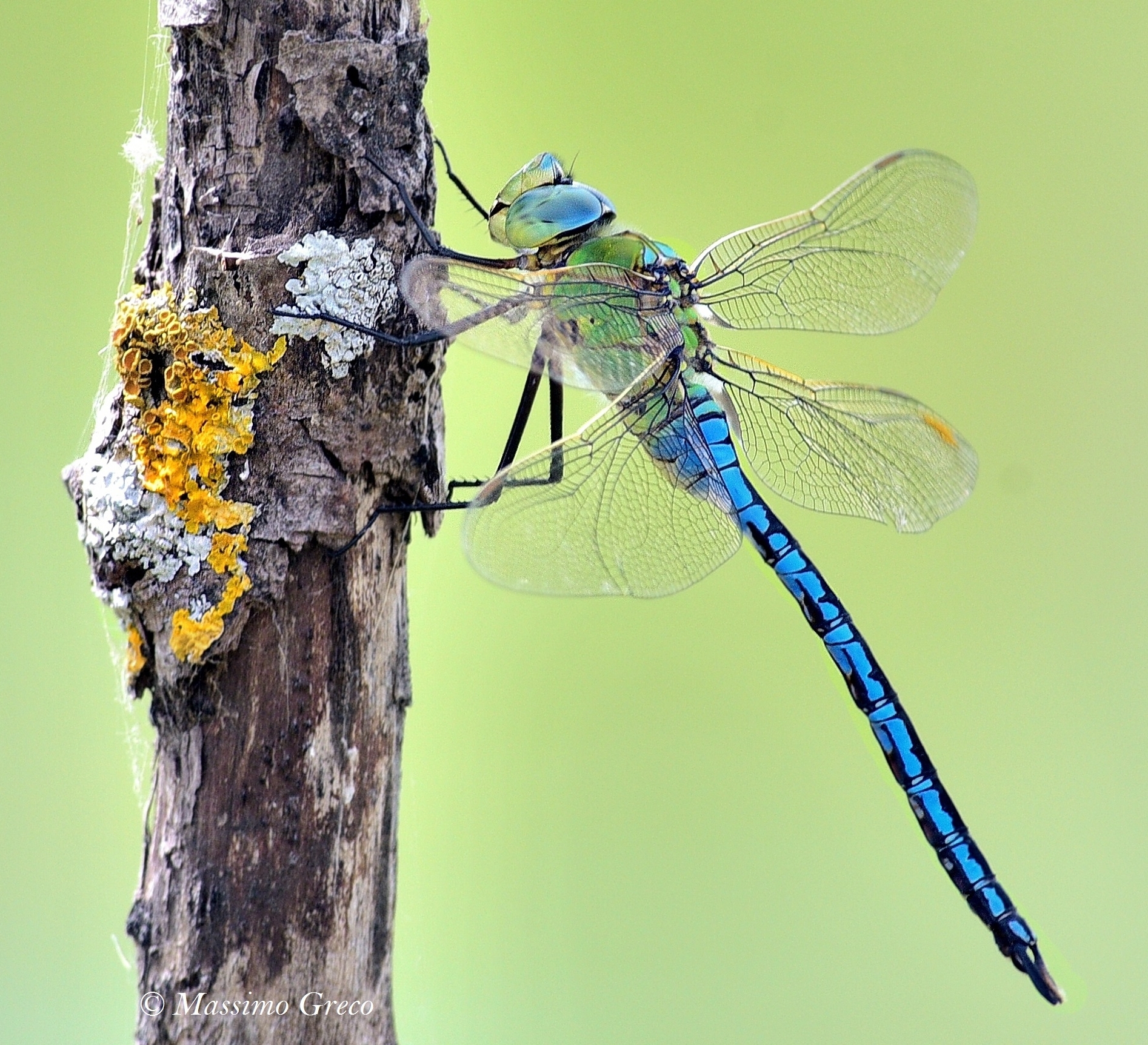 Anax imperator