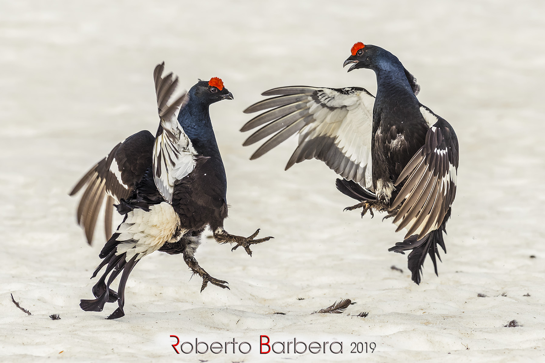 The Gladiators of the Alps