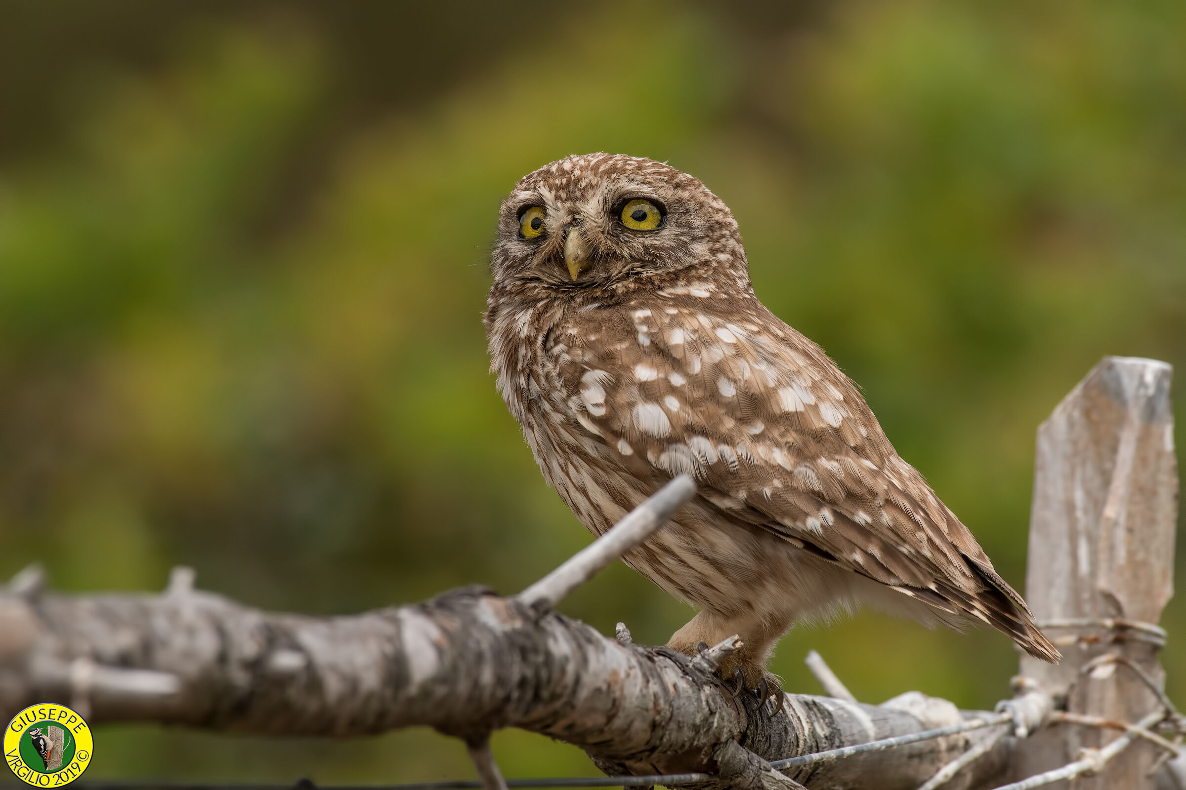 Athene noctua Civetta (Sardegna ) 2019