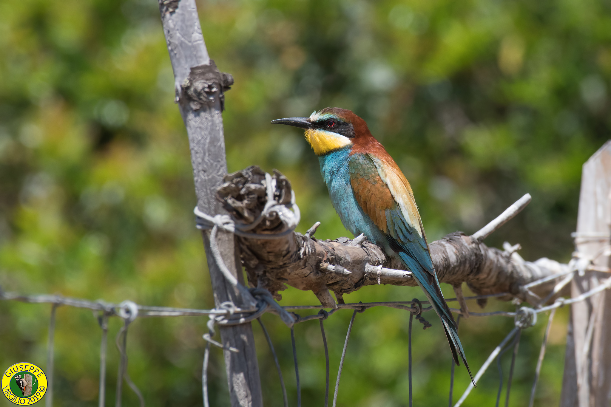 Bee-Eater (Sardinia) 2019