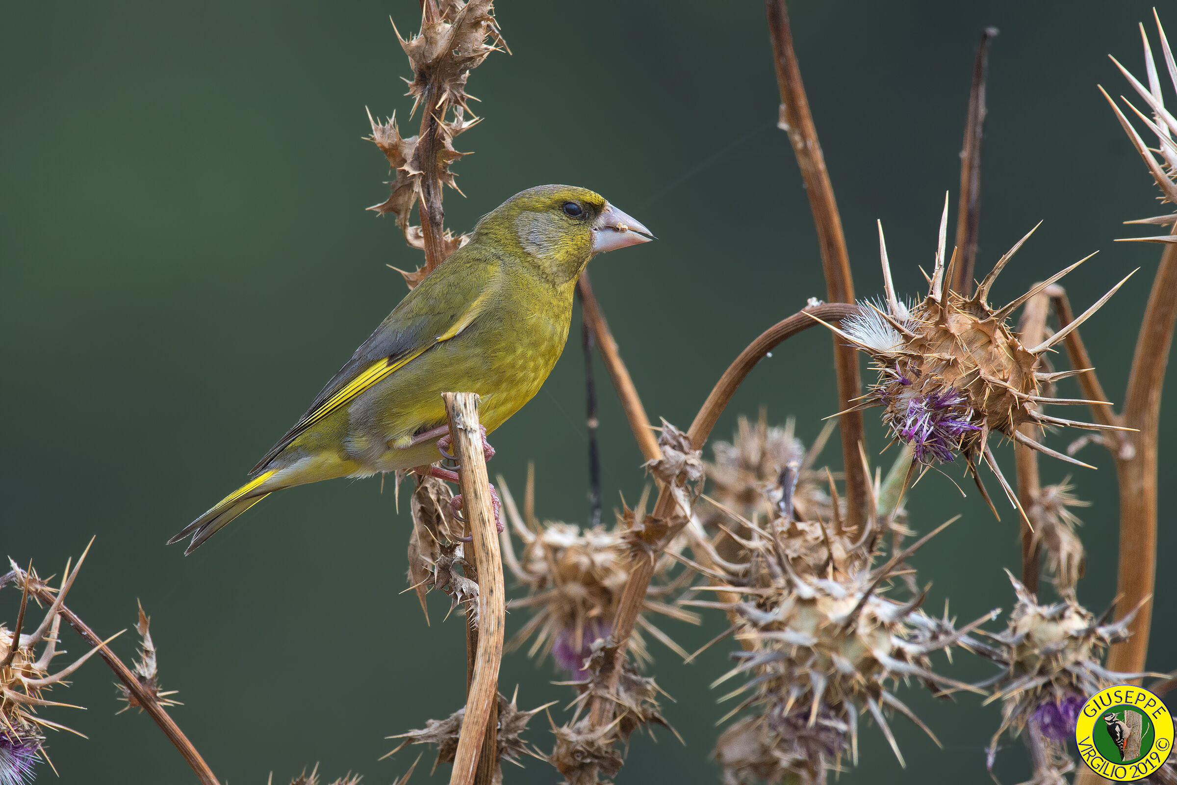Chloris chloris Verdone (Sardegna ) 2019