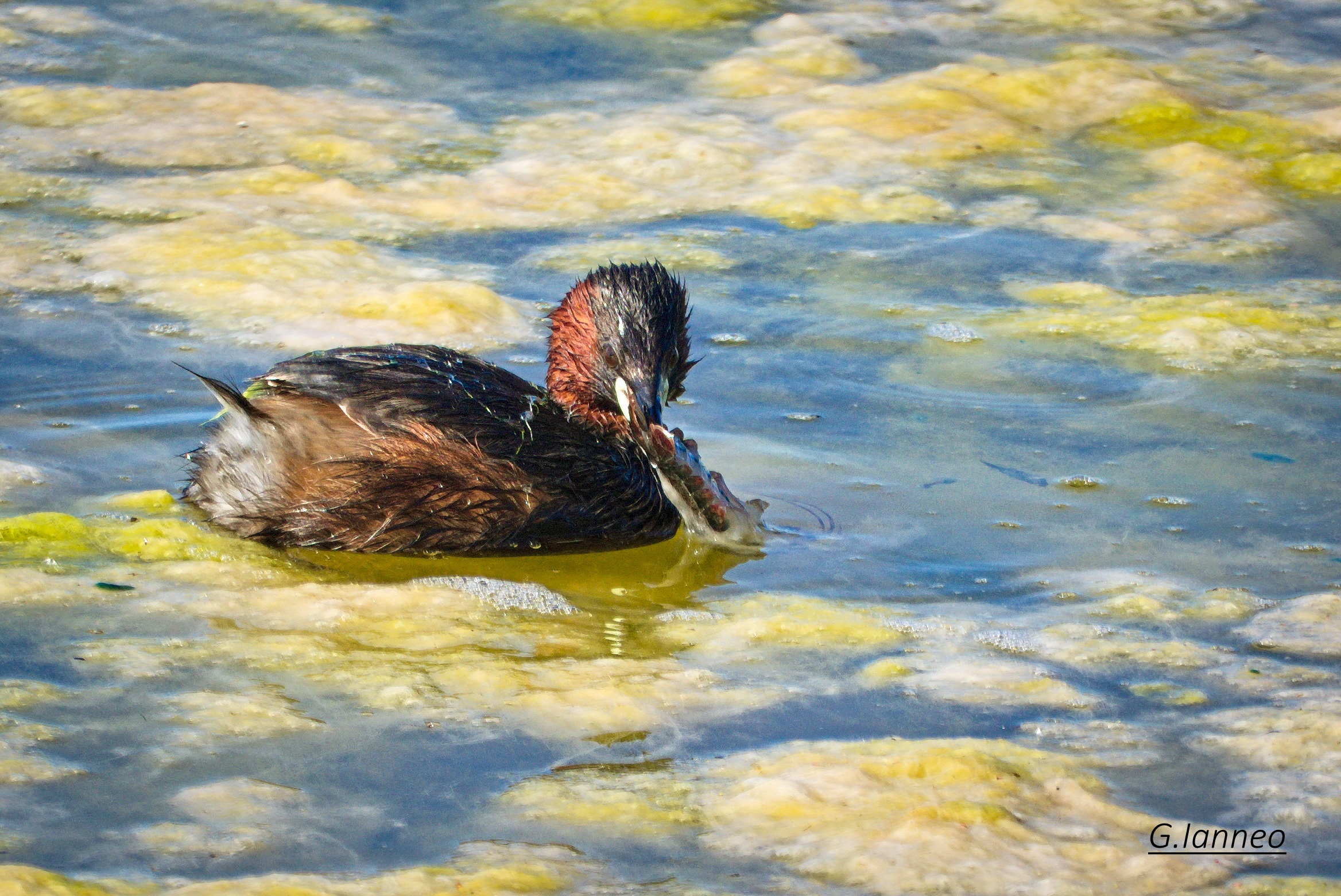 Little diver with Prey