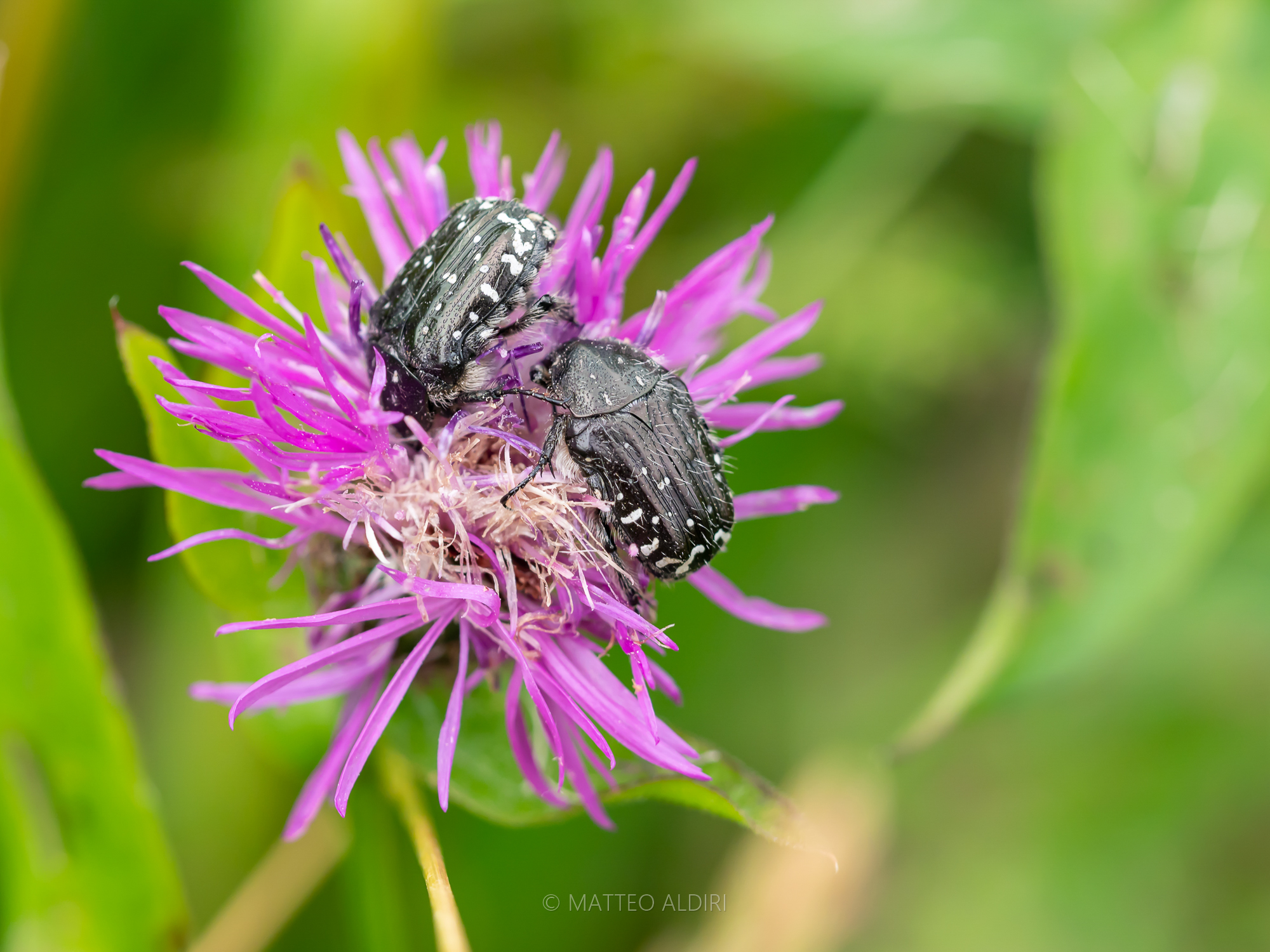 Oxythyrea funesta