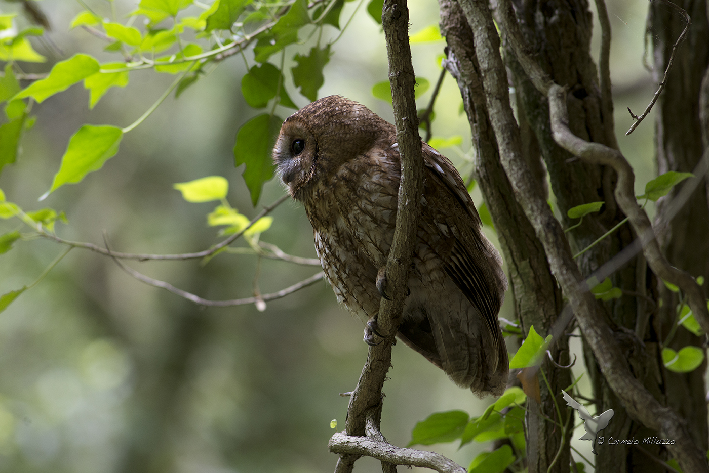 Strix aluco _ Allocco _