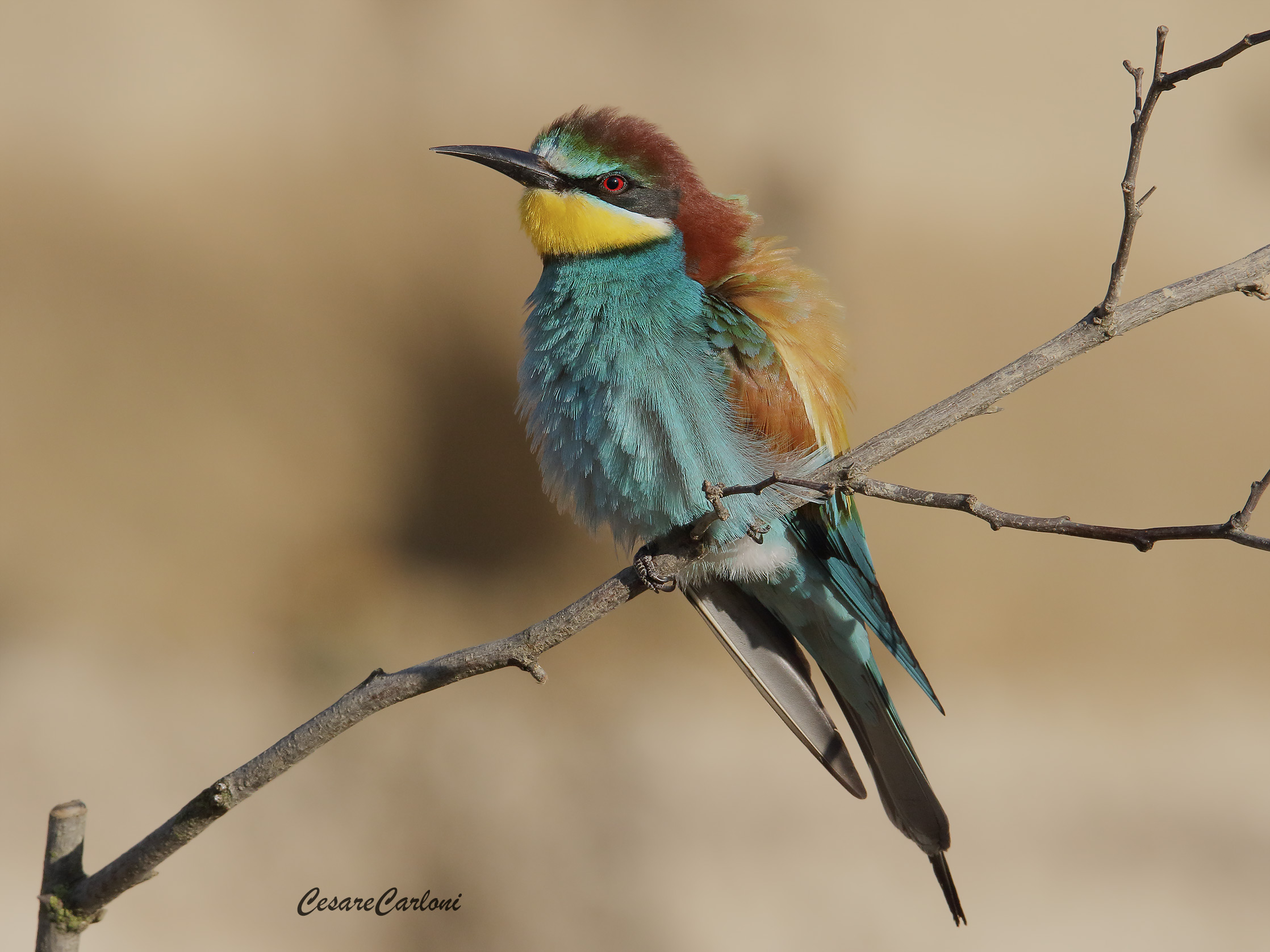 Bee-eater (Merops apiaster)