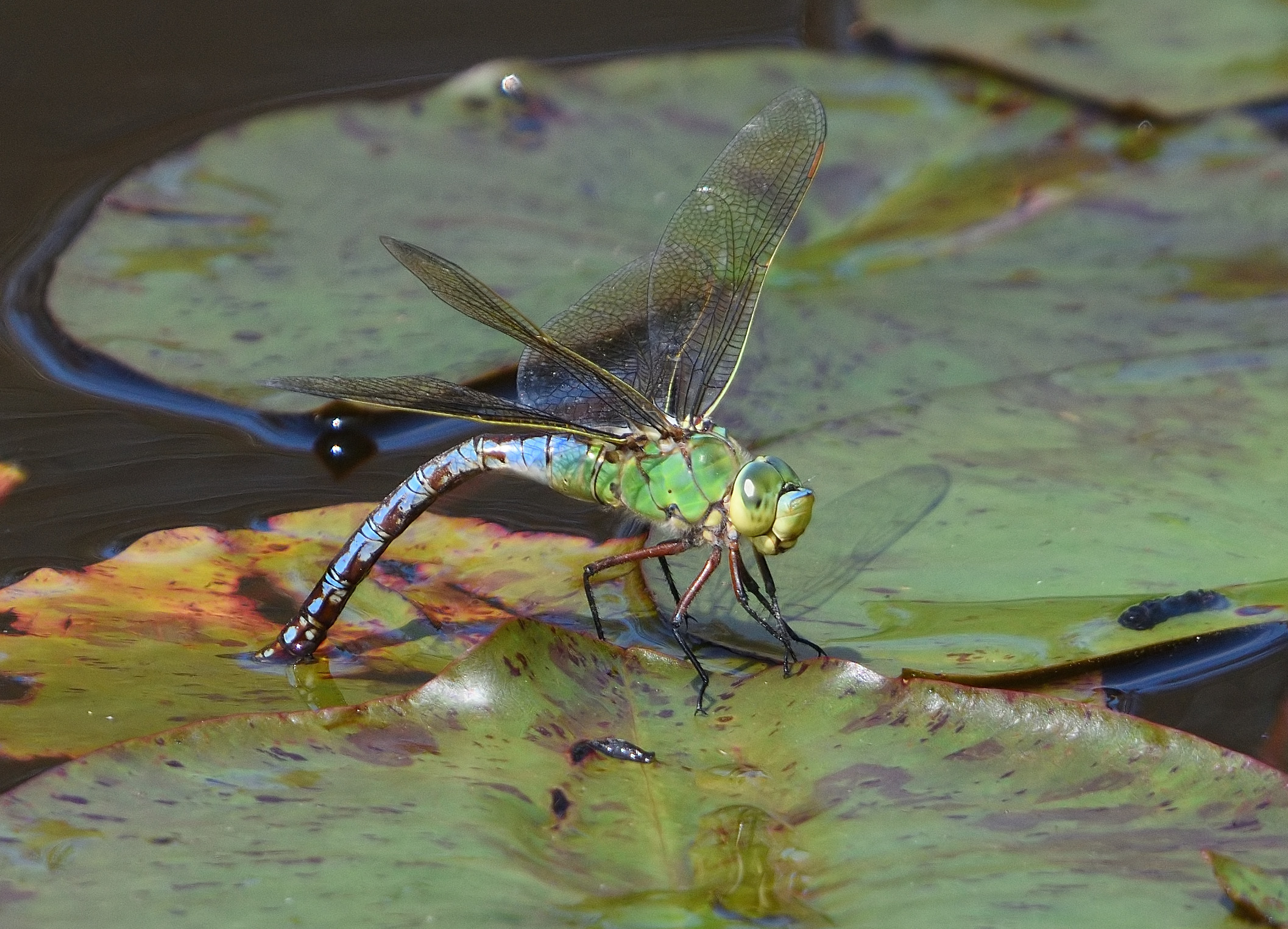 Anax imperator mentre deposita le uova