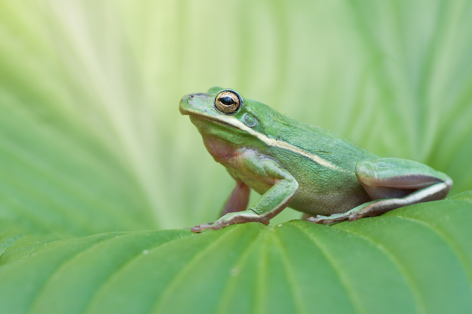 Rana dell'albero europea su foglia verde
