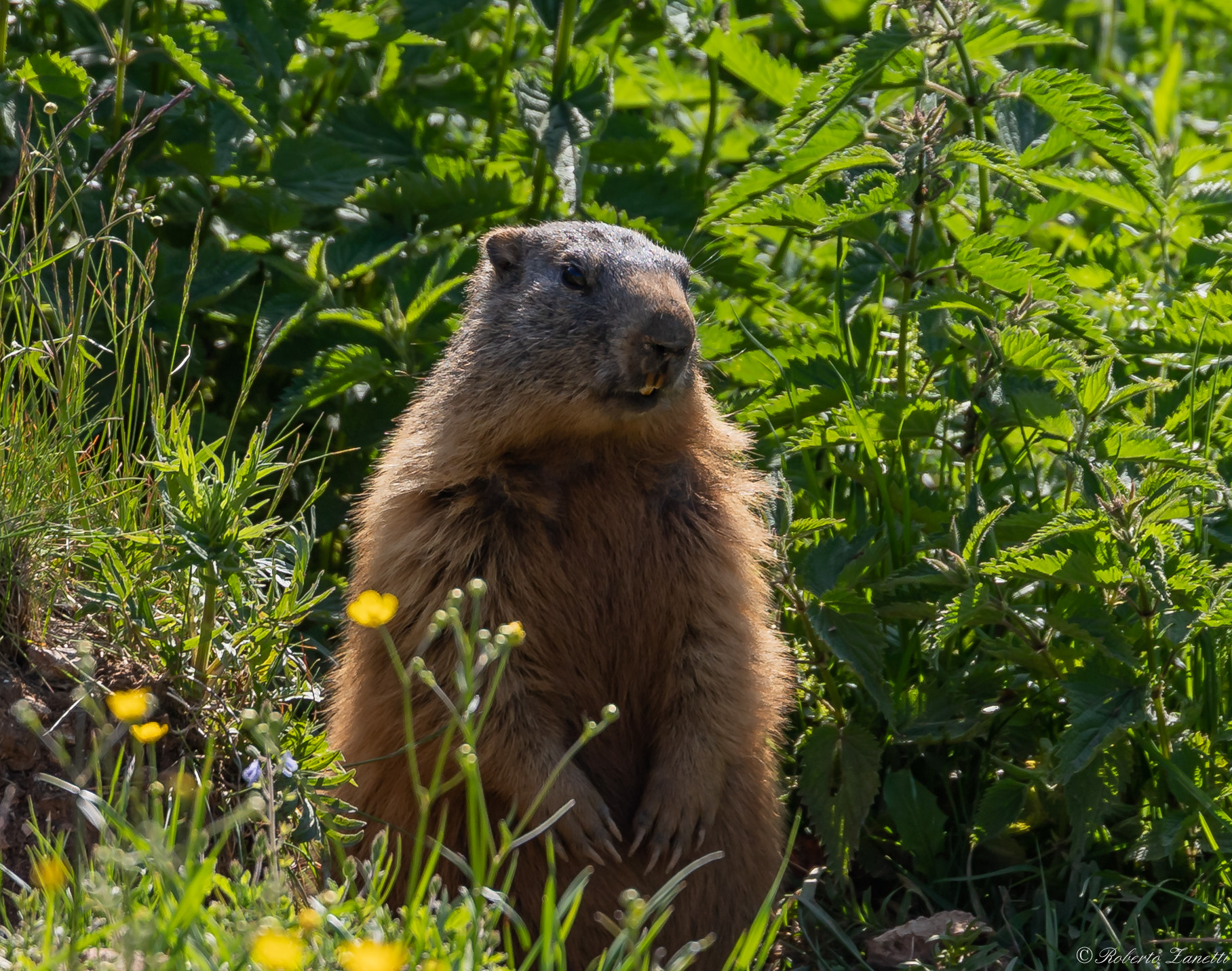 Marmotta pronta per lo scatto