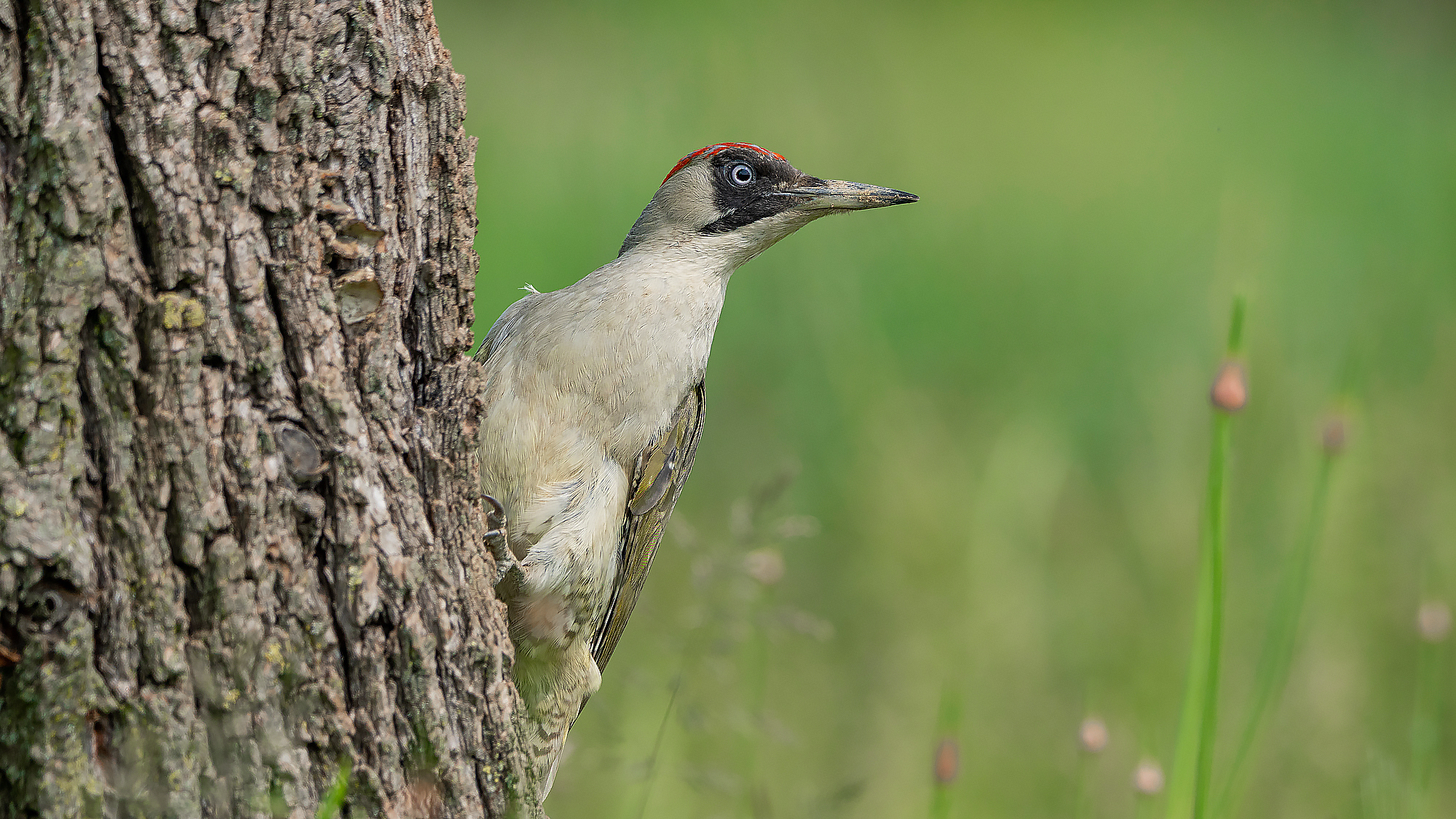 Green Woodpeckers