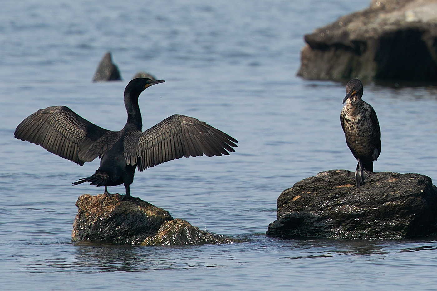 Sony 200-600mm crop (dpreview test)