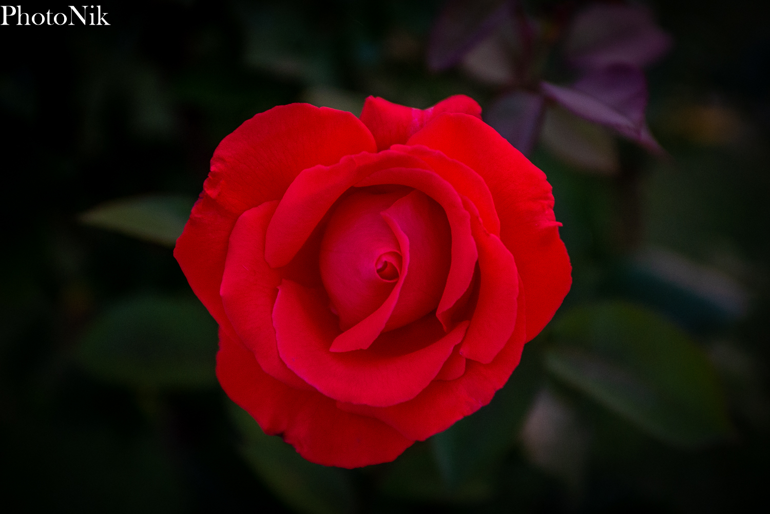 Ah l'amour... anch'io!!!