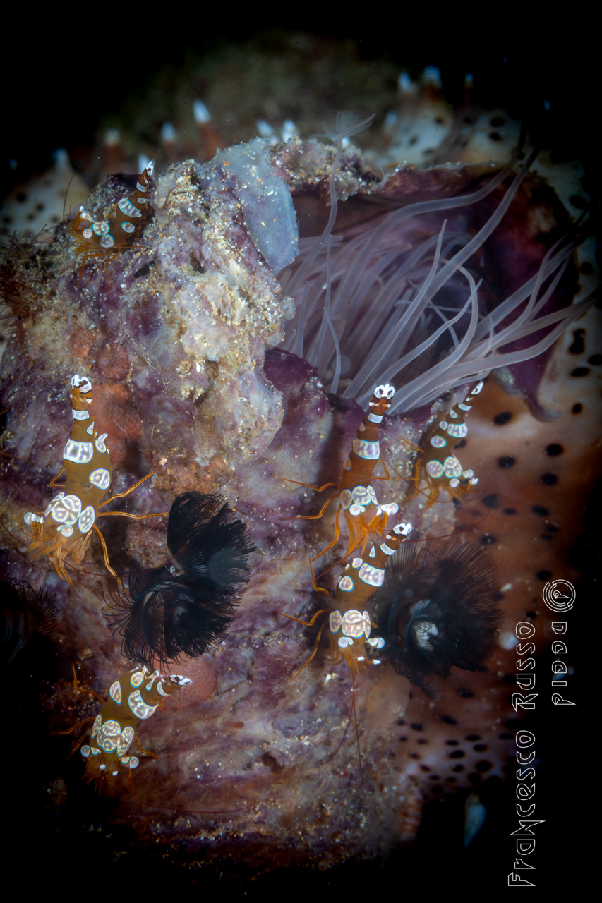 Thor Amboinensis in Company