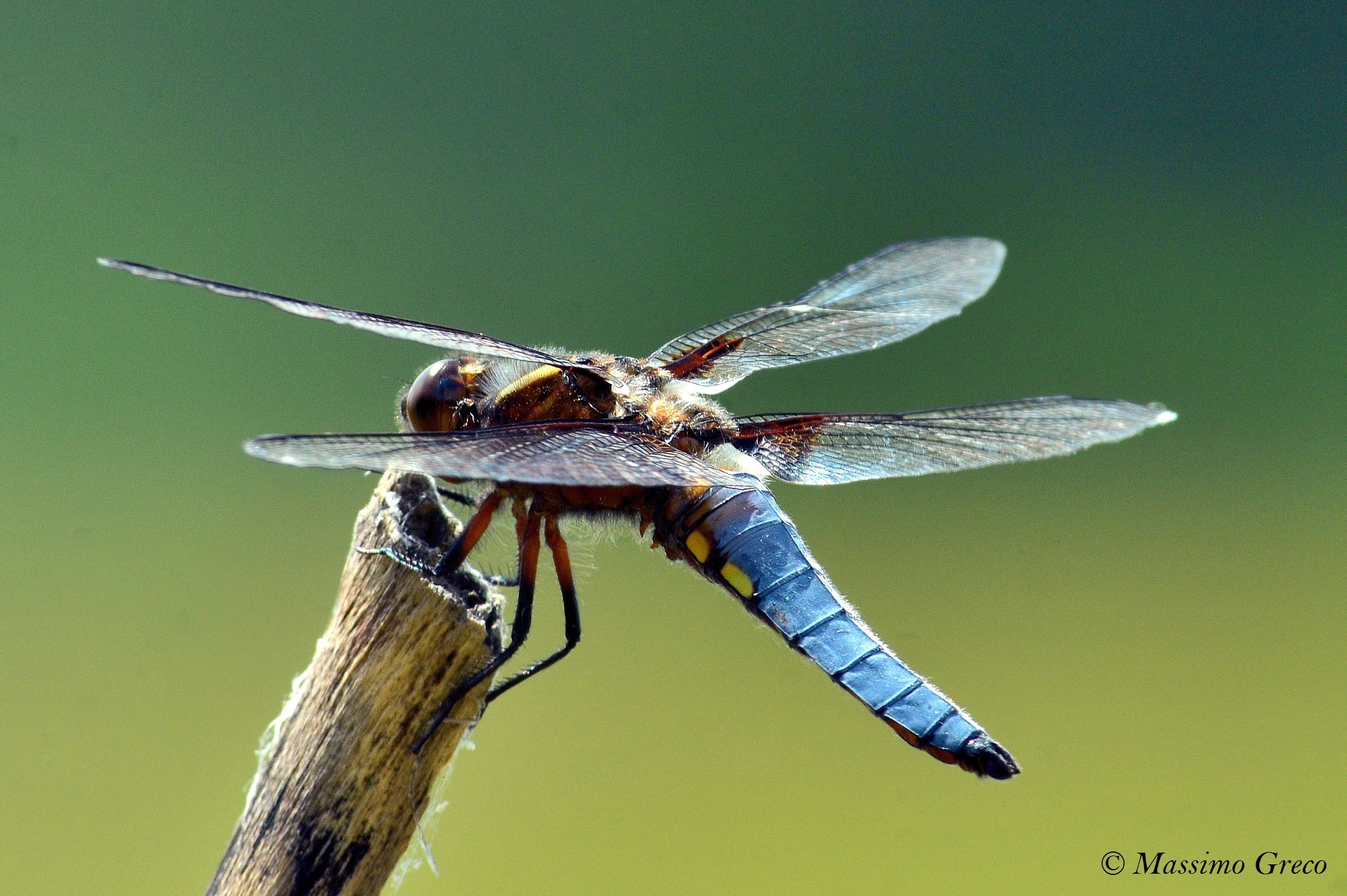 Libellula panciapiatta(Libellula depressa)