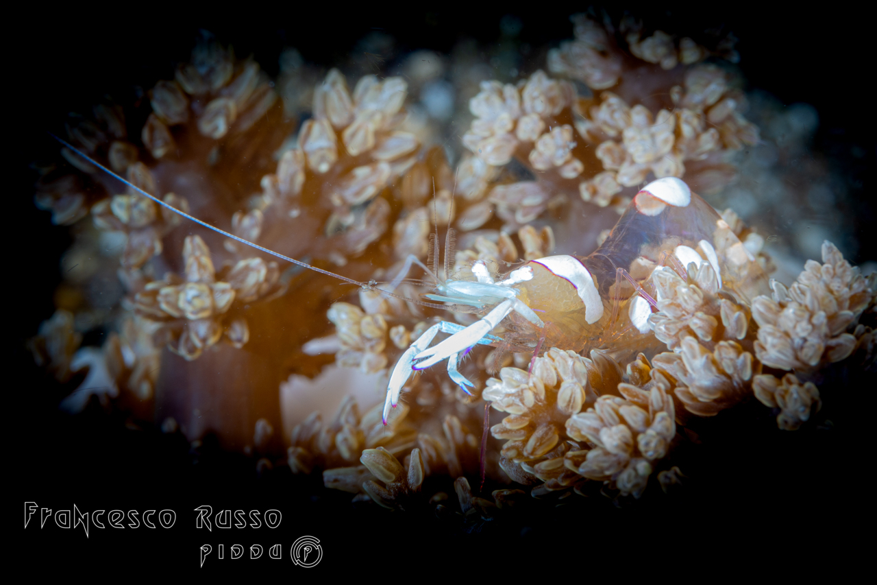 The White-Brevicarpalis