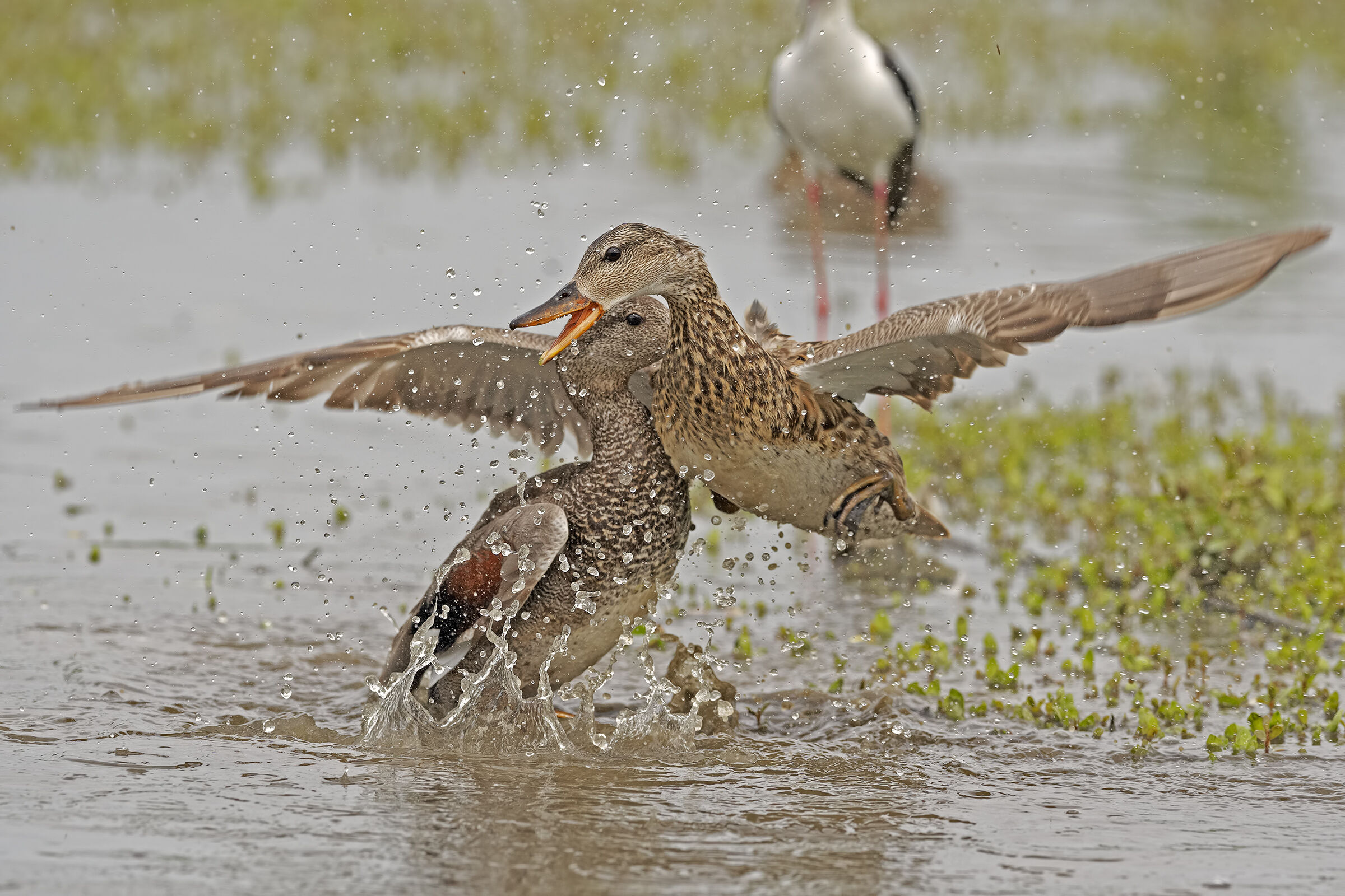 Parapiglia tra Canapiglia