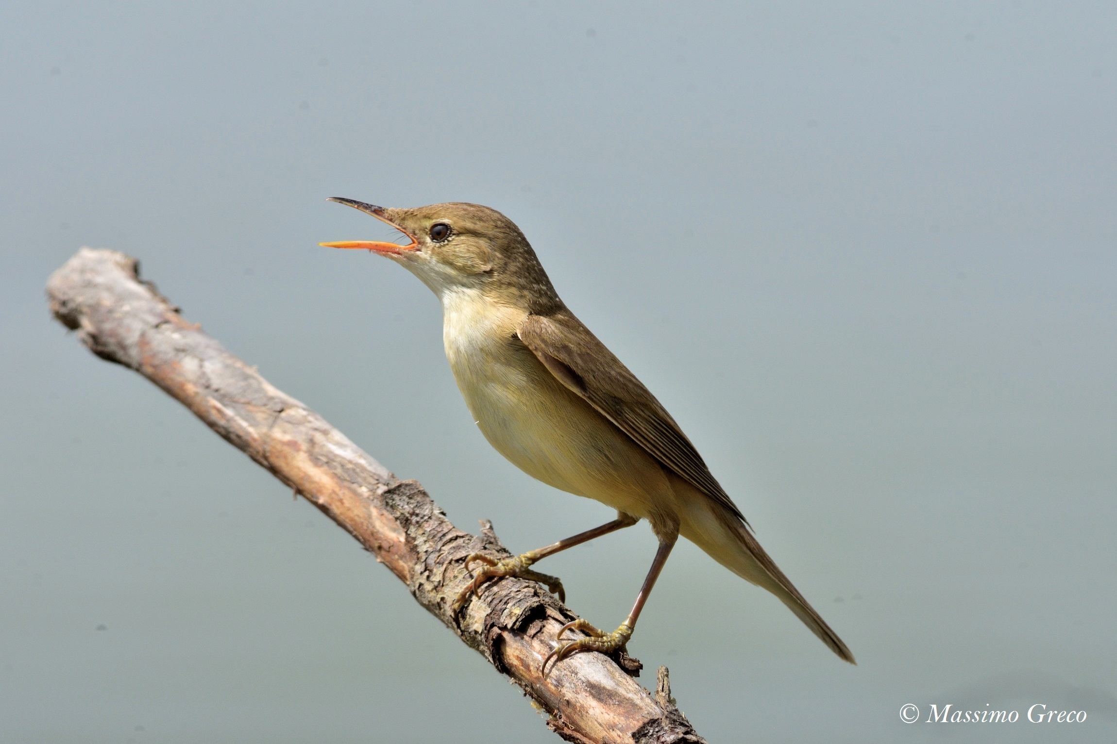 Canapino comune (Hippolais polyglotta)