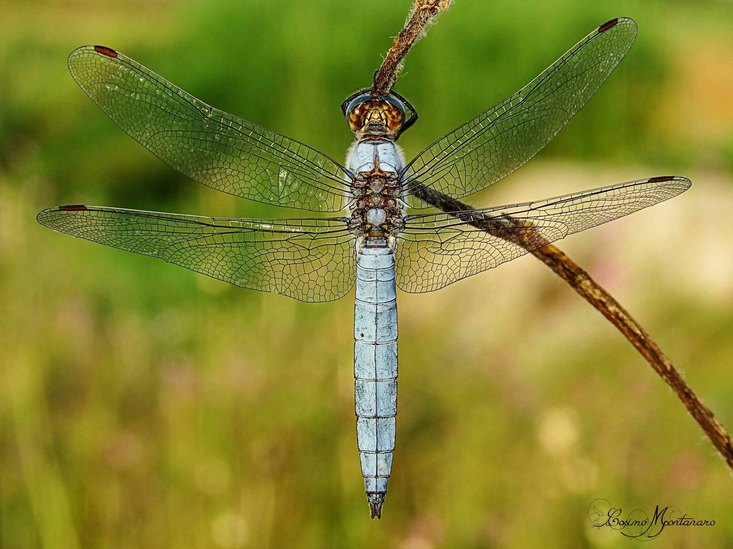 Orthetrum brunneum &male;
