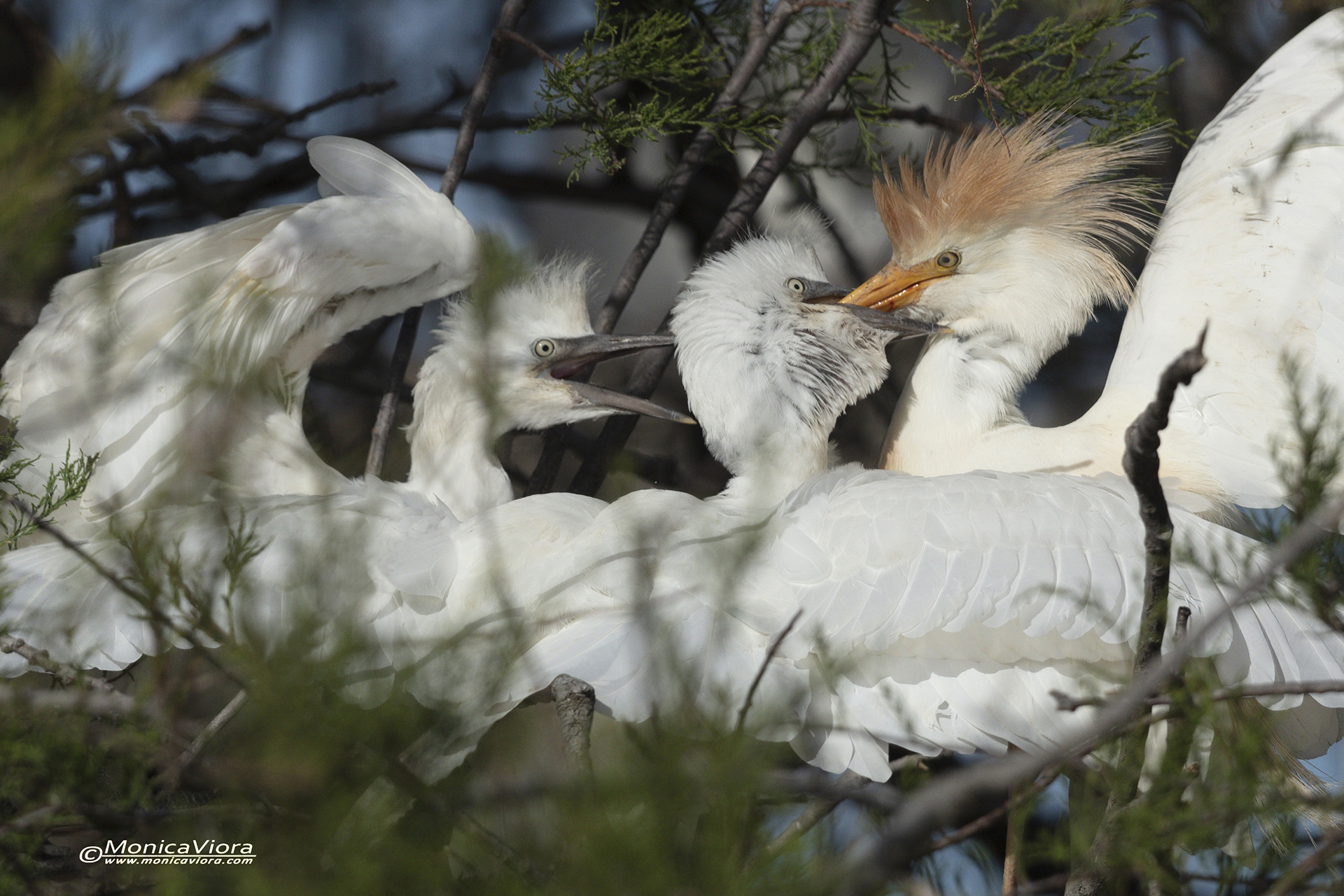 imbeccata in garzaia