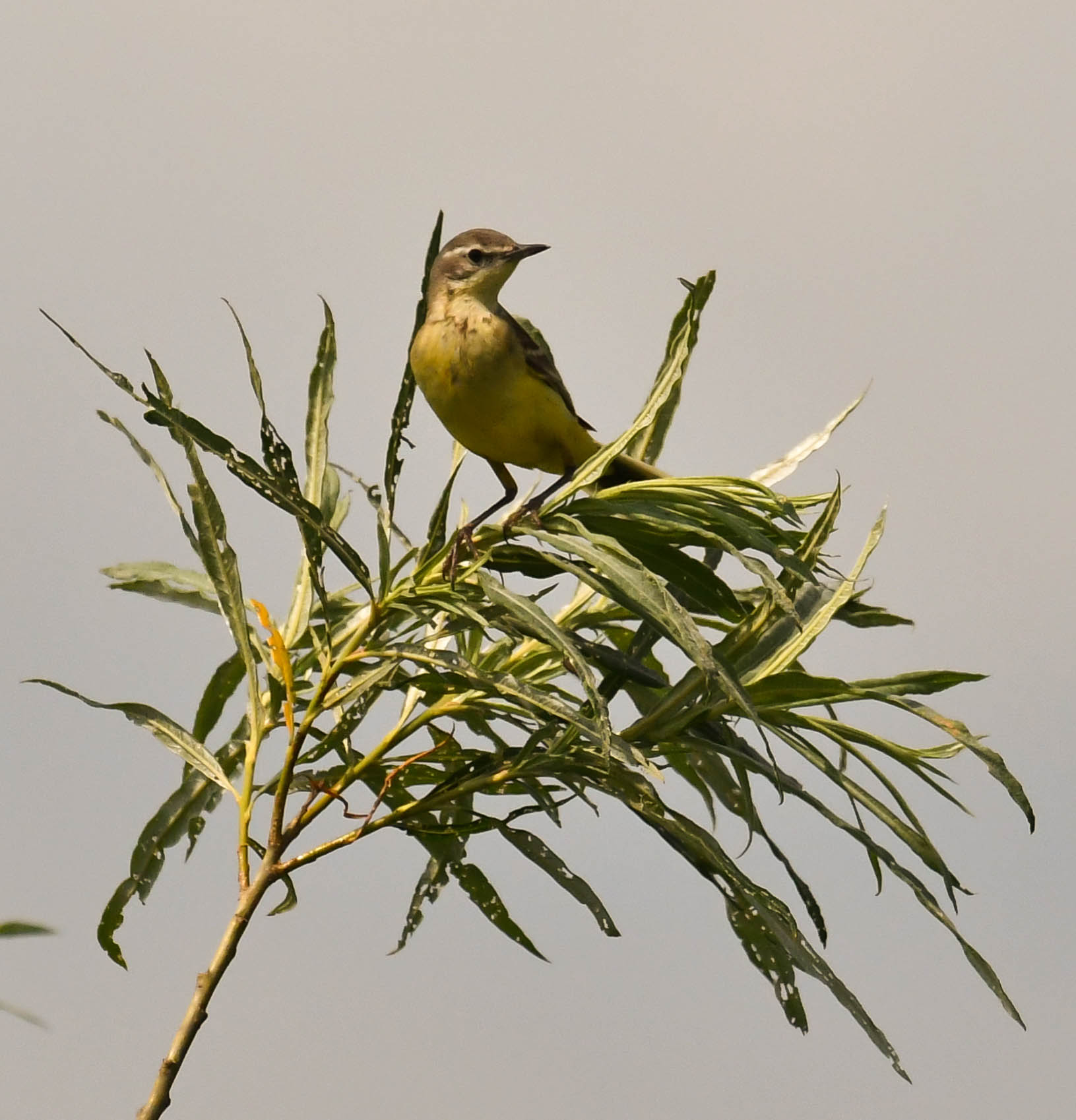 La valle del fiume bug. Motacilla flava (?)