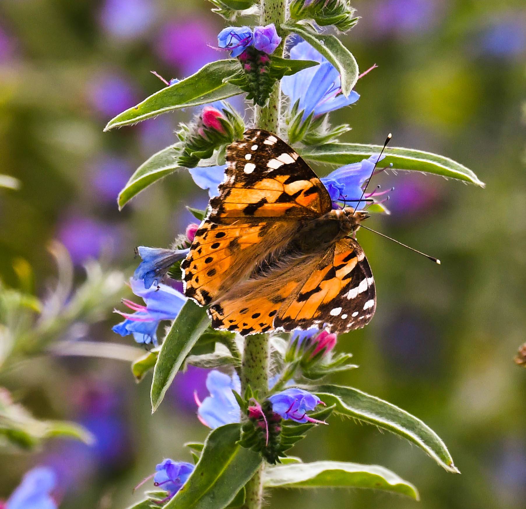 La valle del fiume bug