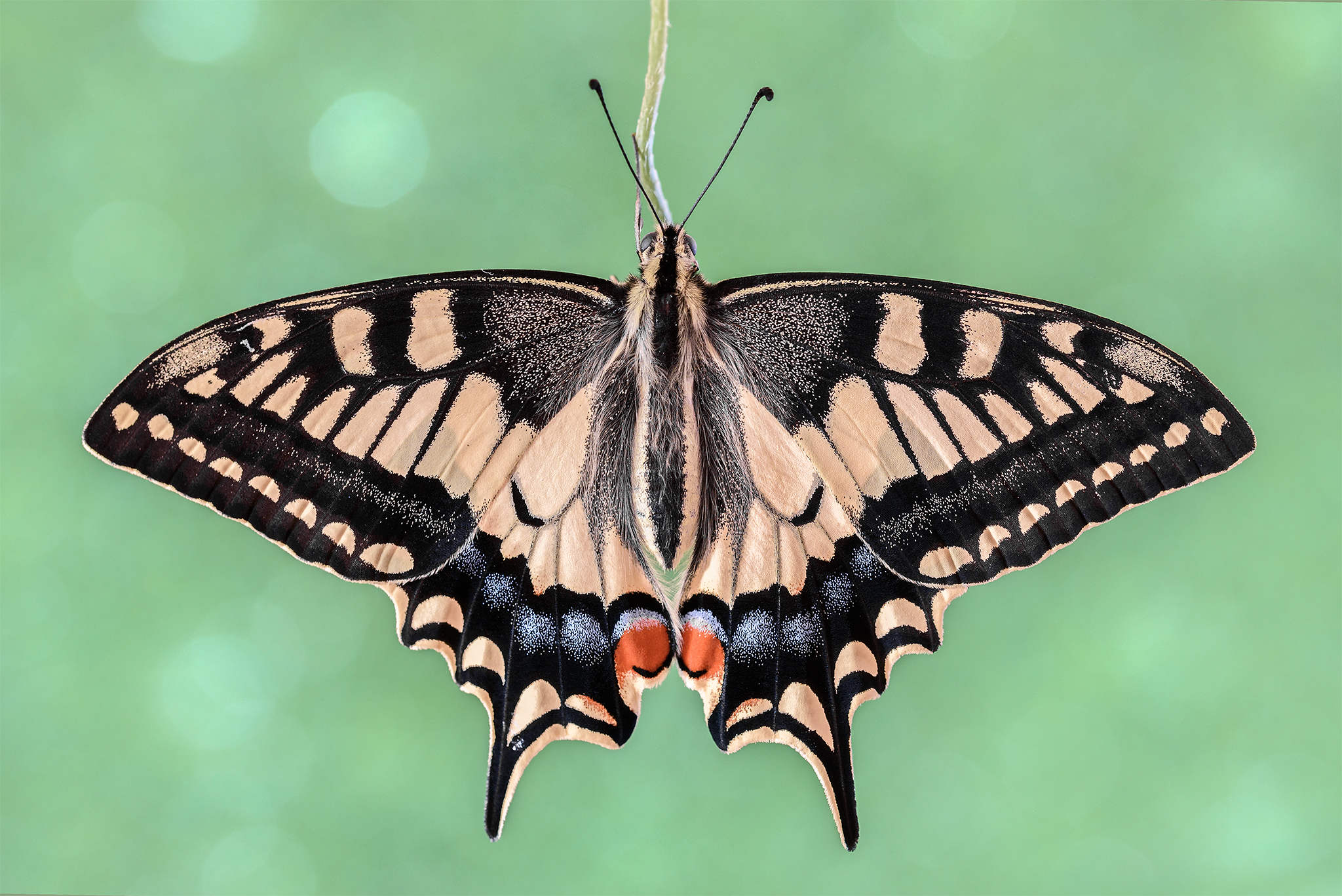 The Papilio machaon