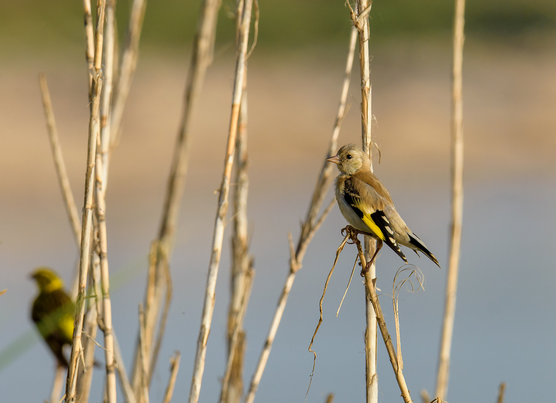 Young Goldfinch