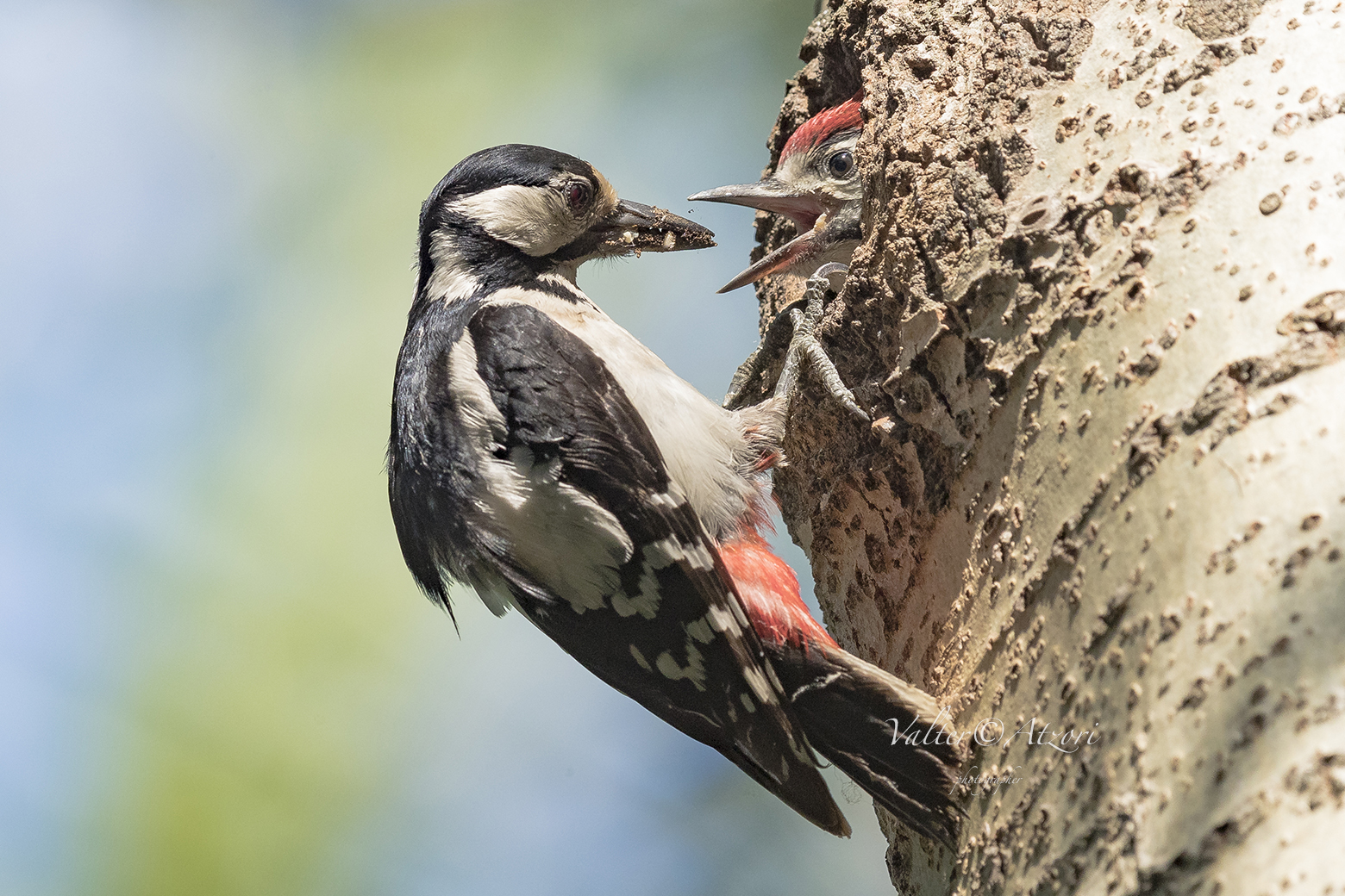 Imbeccata del picchio rosso