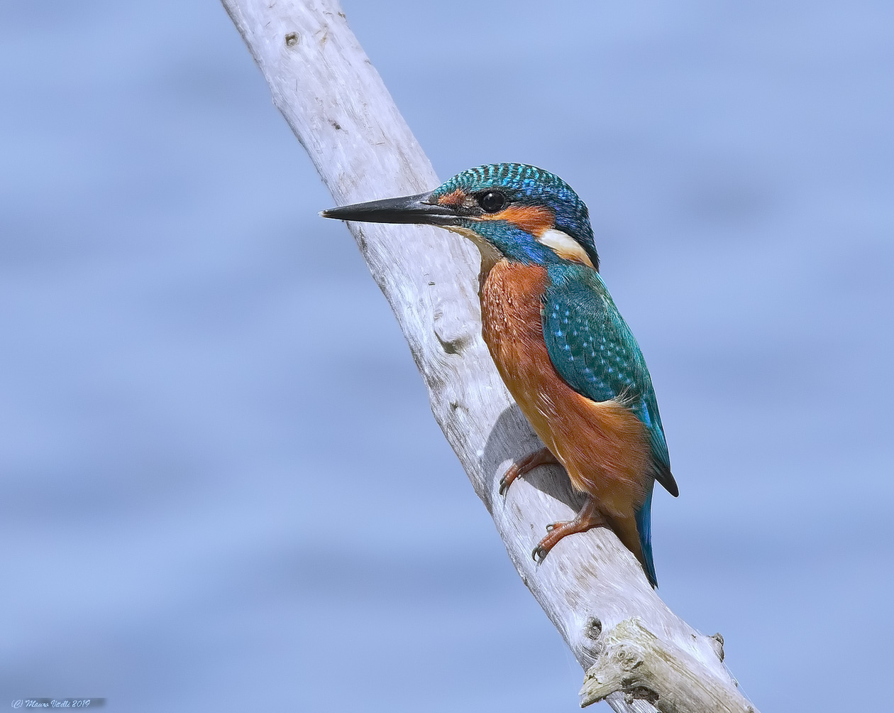 Kingfisher (Alcedo atthis)