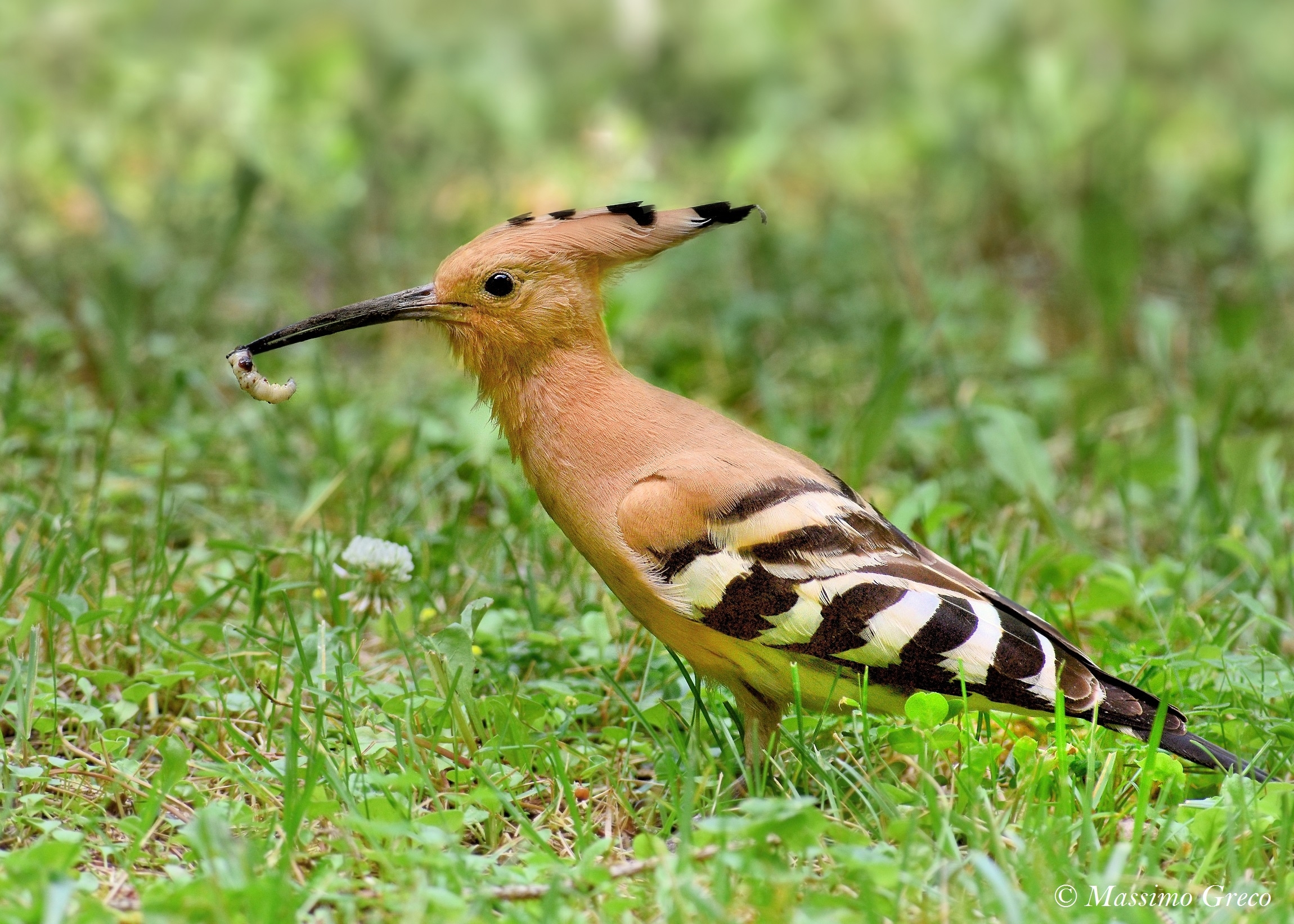 Hoopoe