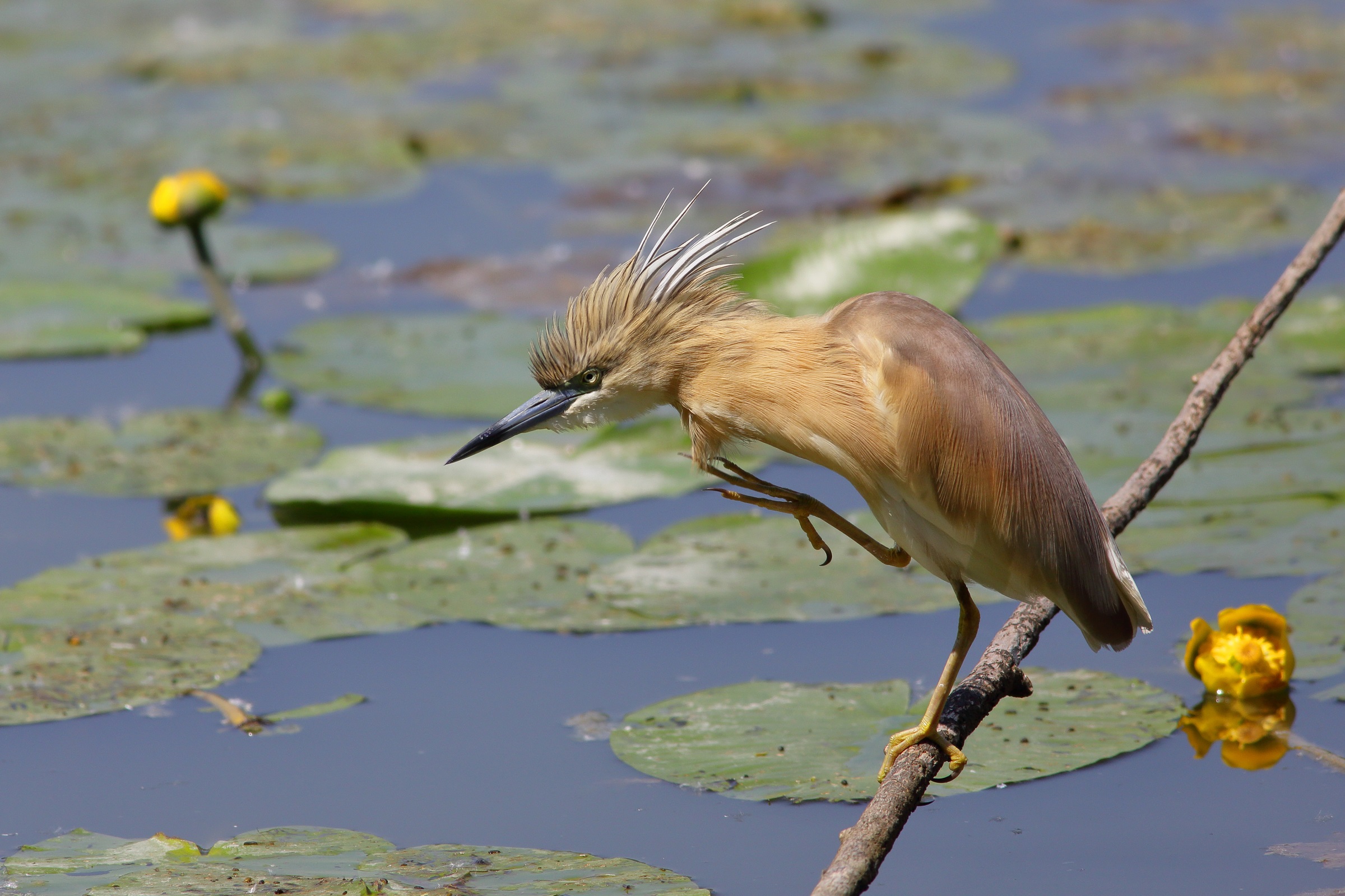 Ardeola ralloides Squacco Sprig