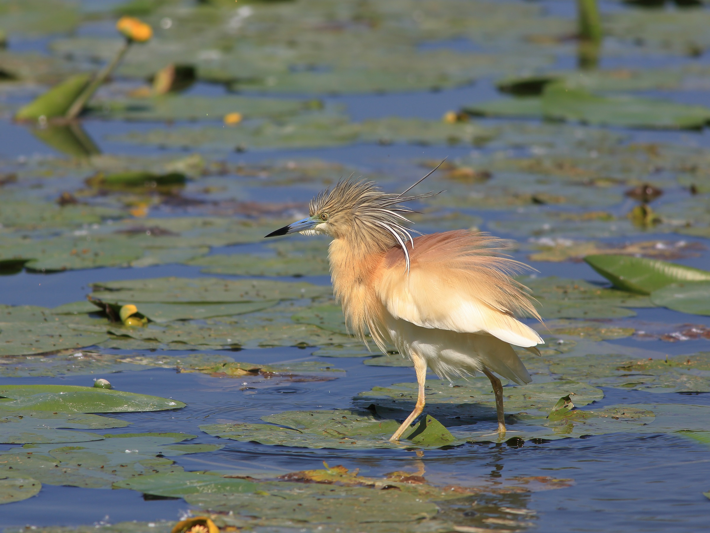sgarza   ardeola ralloides