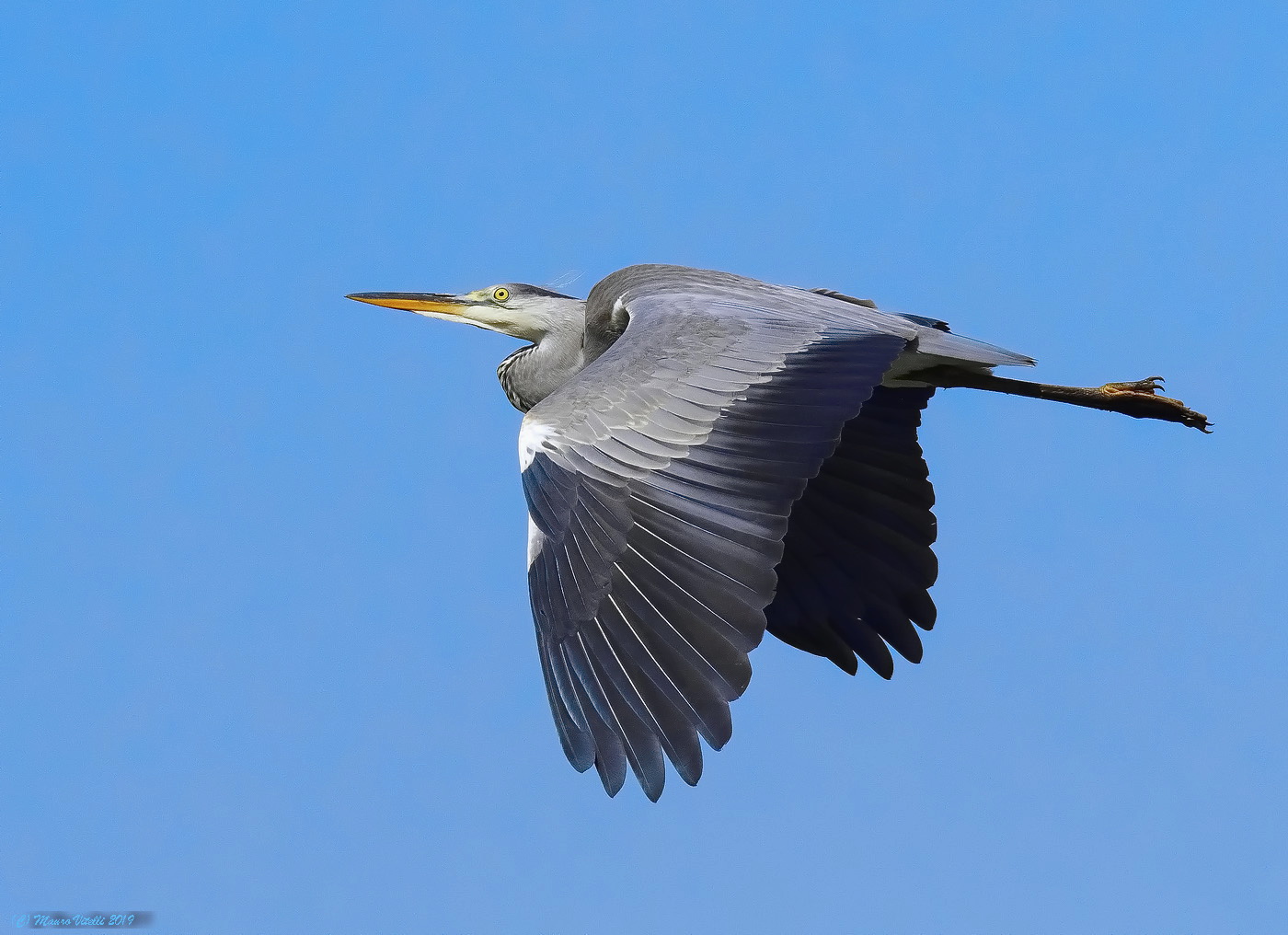Grey Heron (Ardea Cinerea)