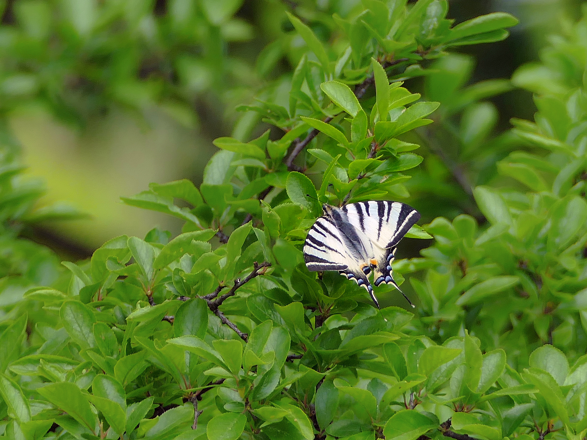 Paz Zeglarz 2 (Iphiclides podalirius)