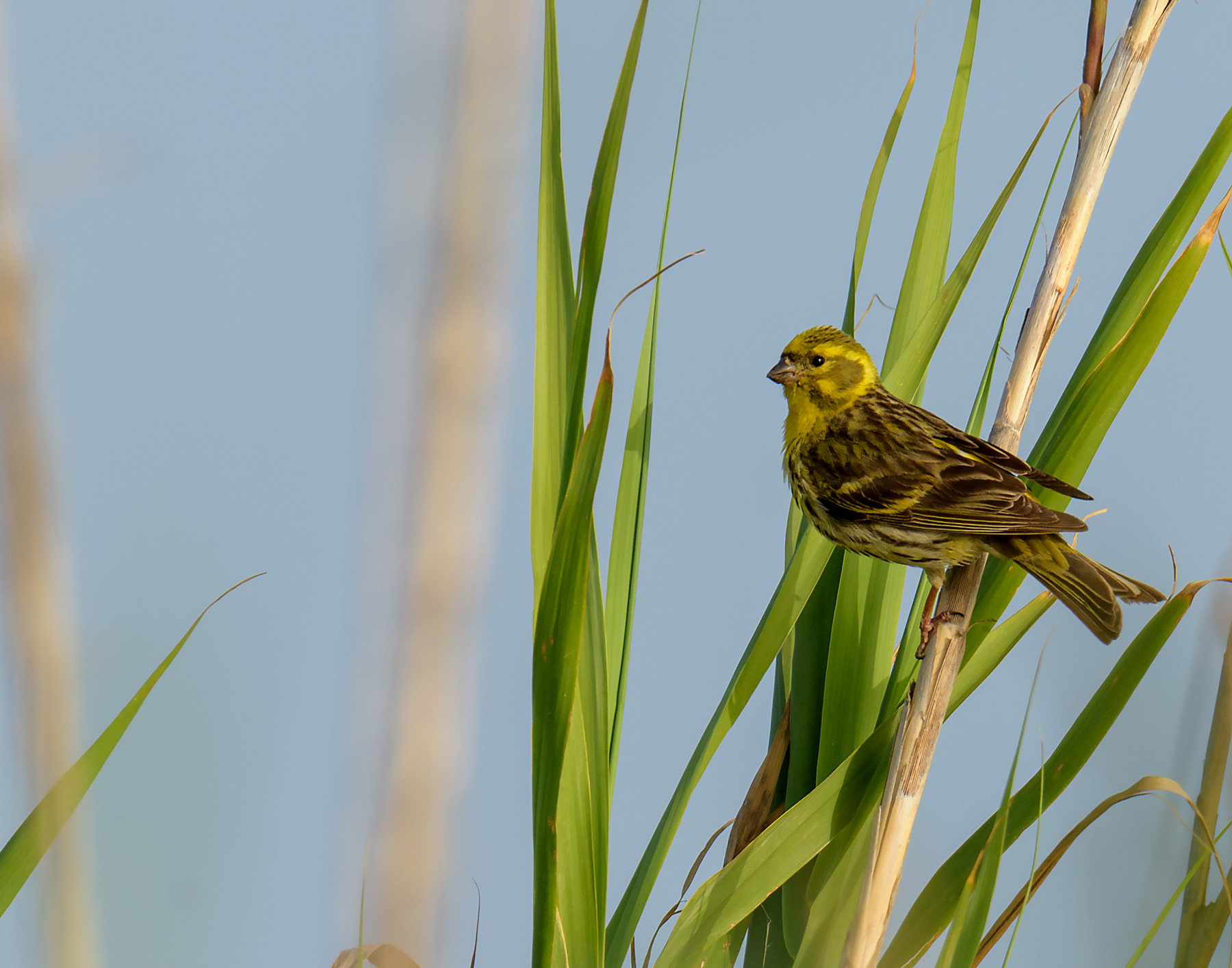 Yellowhammer