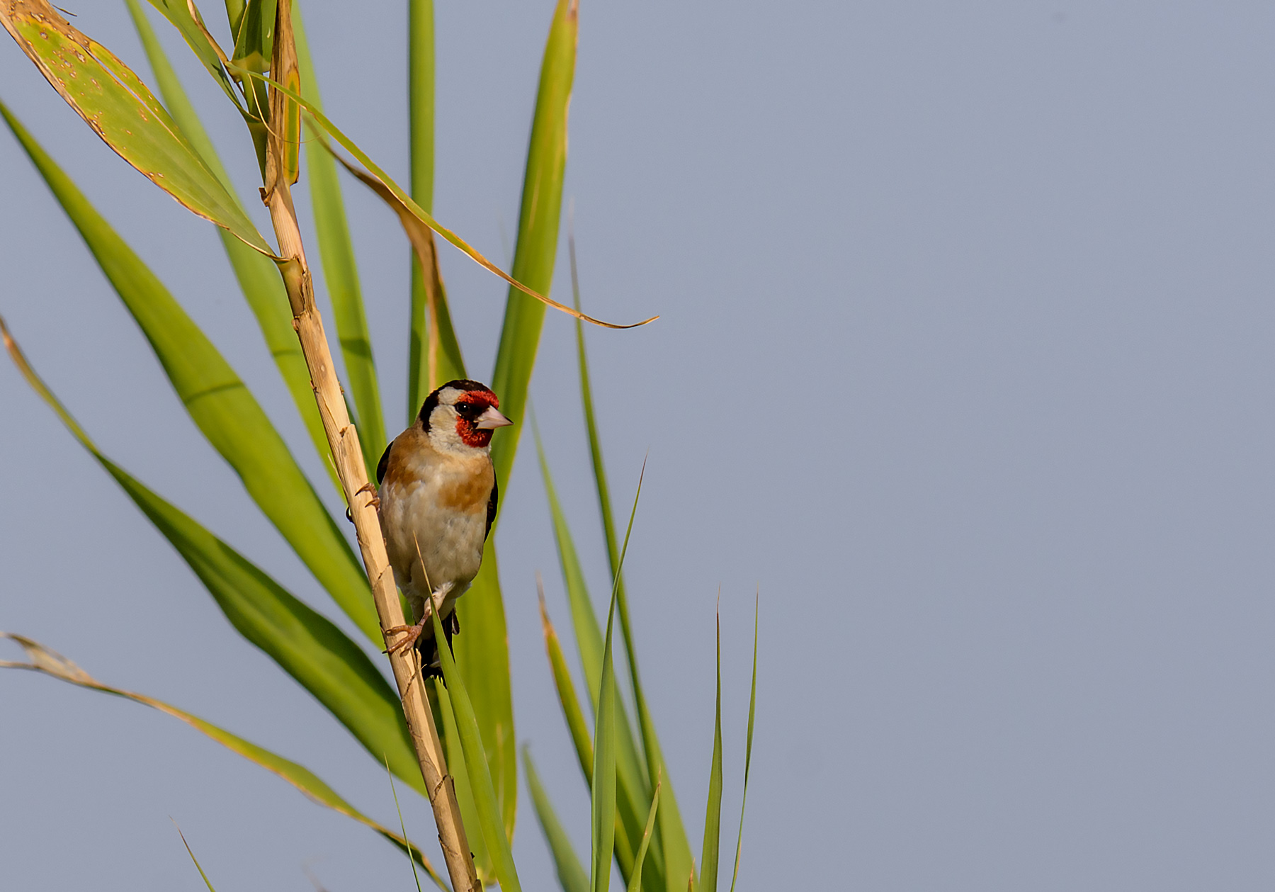 Goldfinch