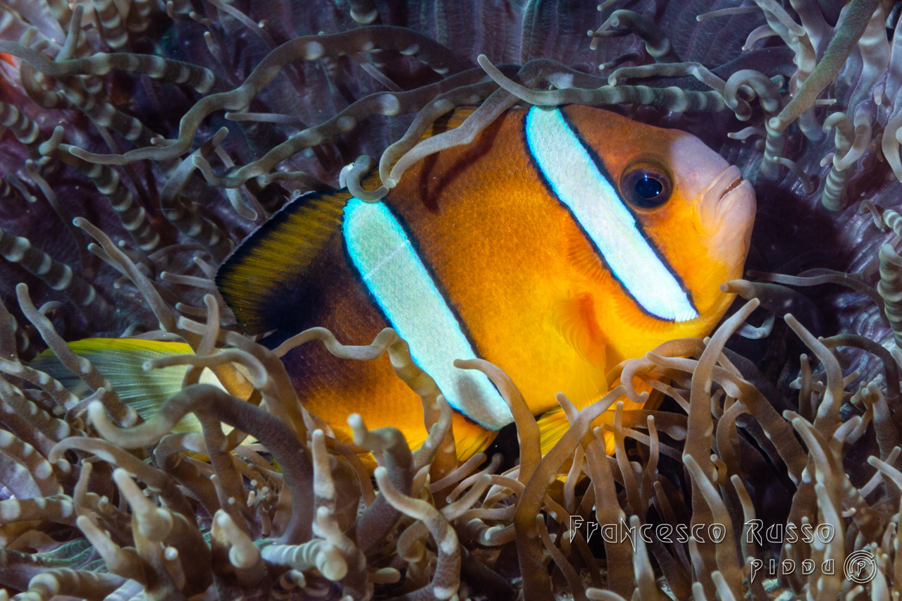 Clownfish (Nemo family)