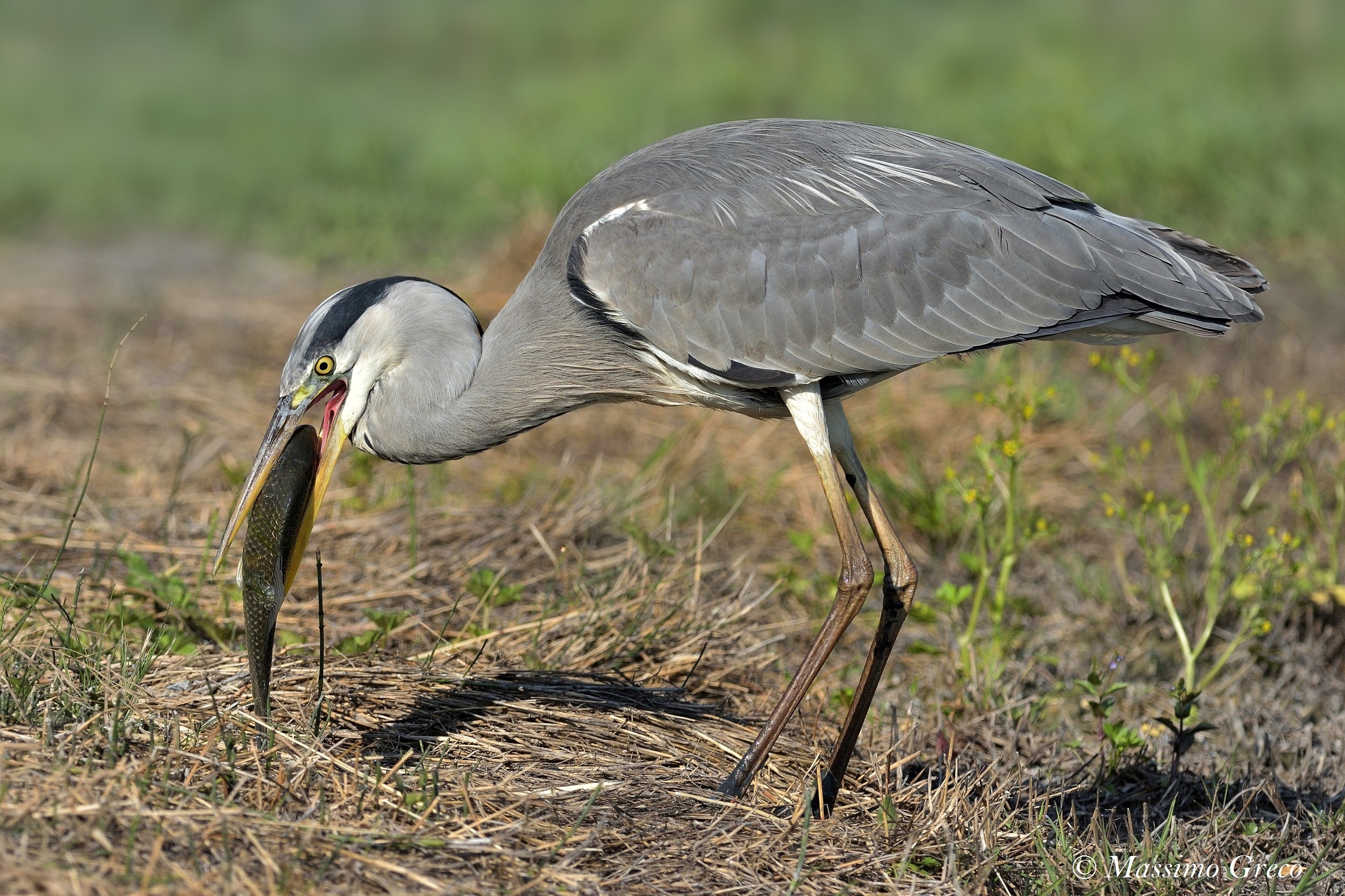 Big prey for the Ashpan