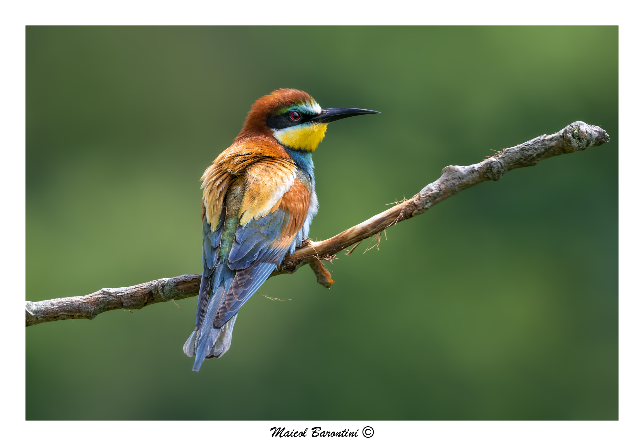 Merops apiaster