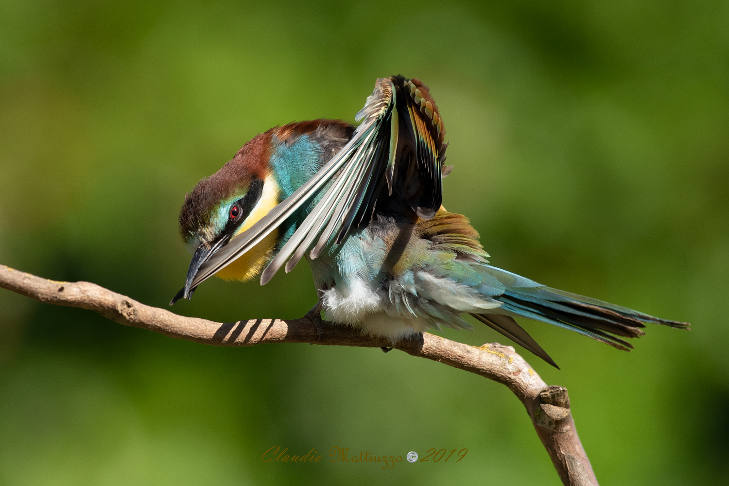 lisciatina alle penne