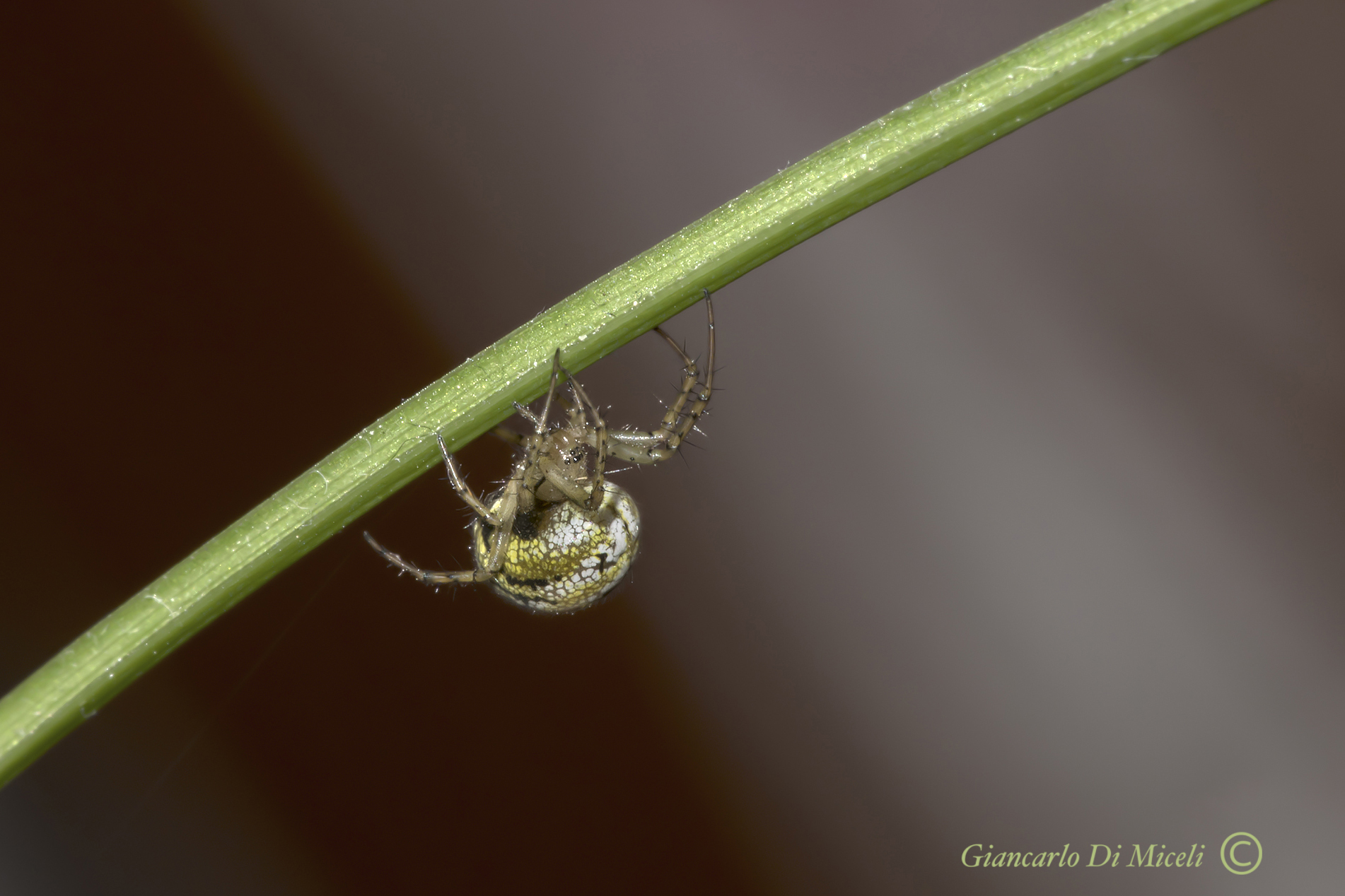 Mangora Acalypha (Araneidae)