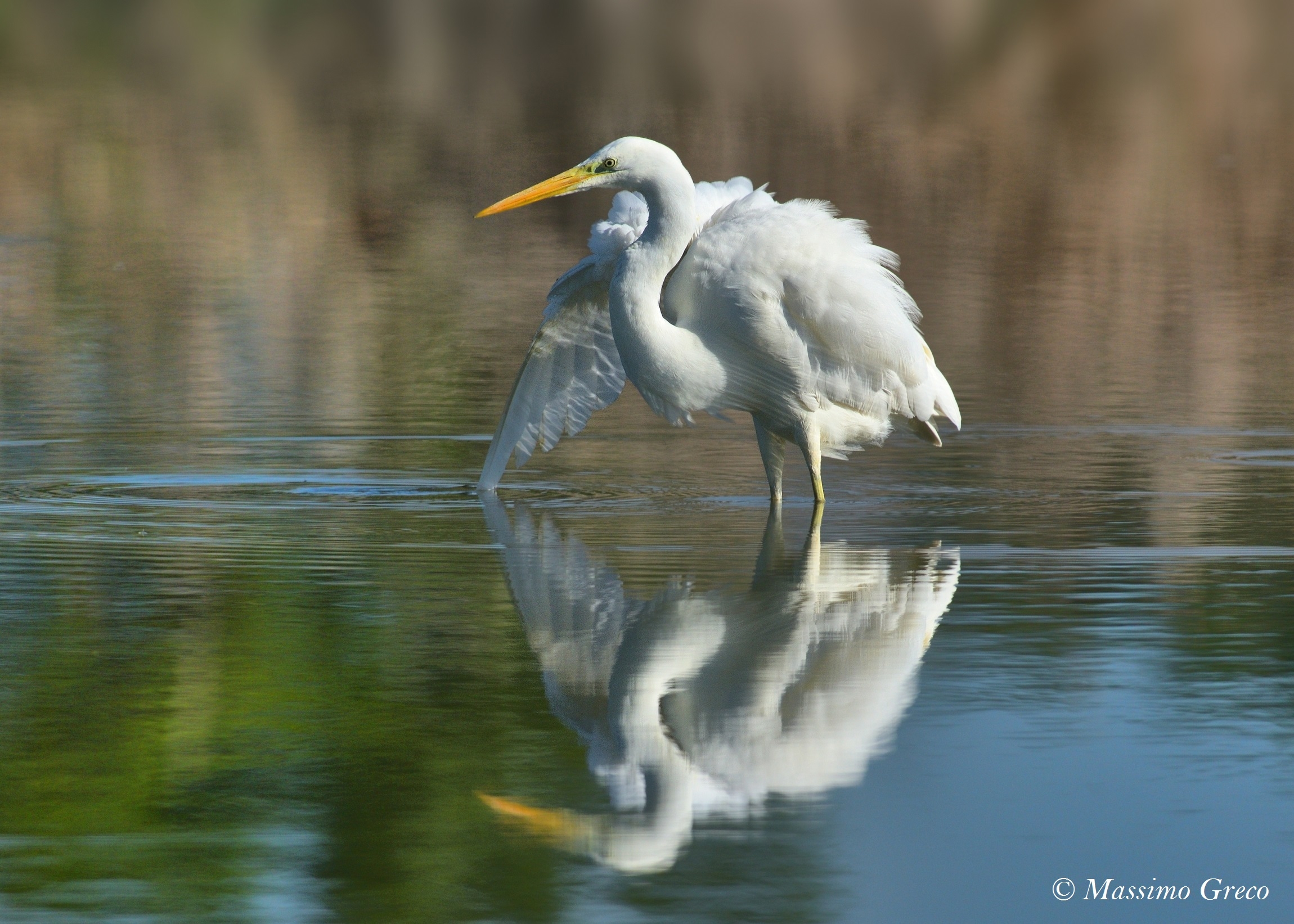 Greater White Heron