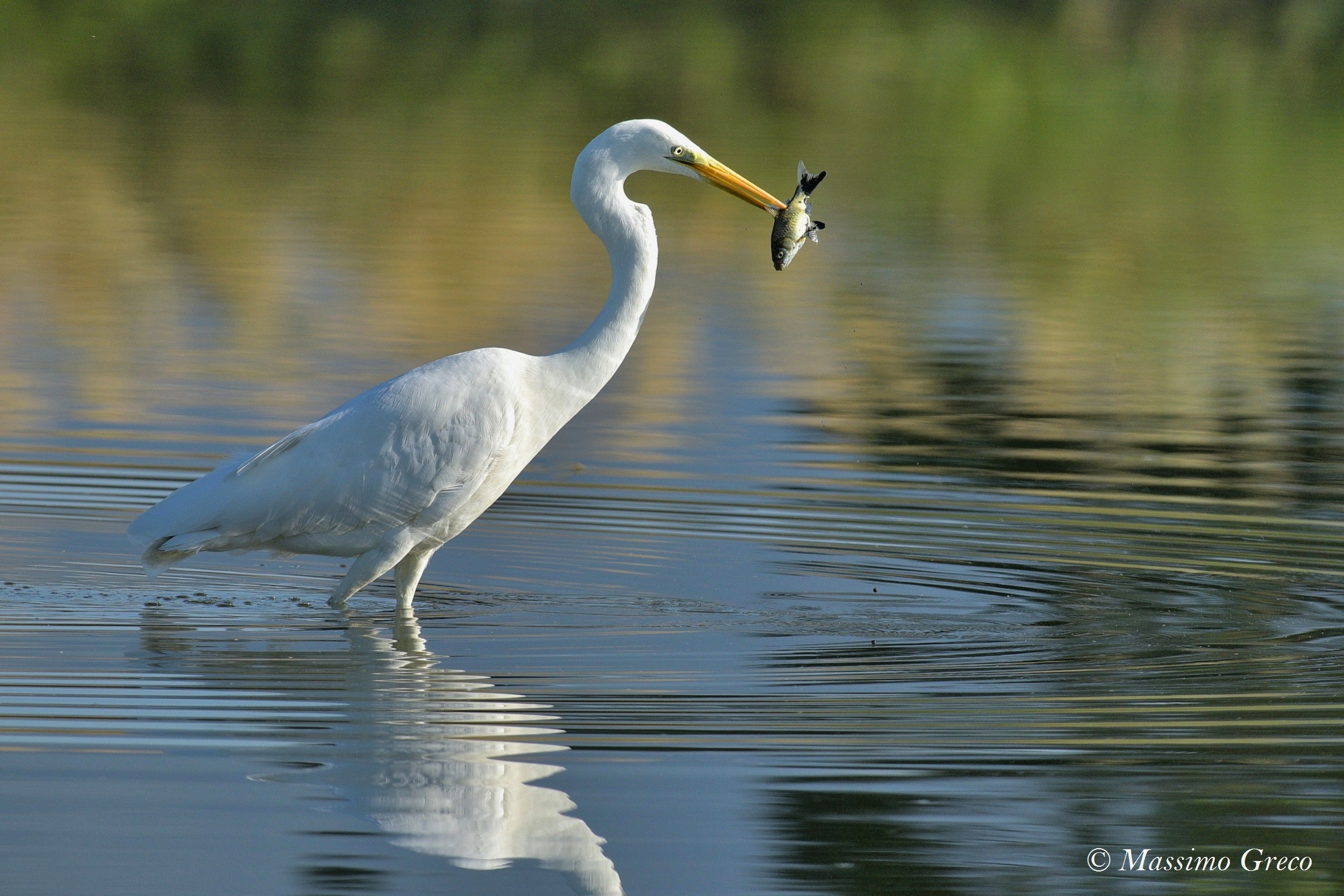 Airone bianco maggiore