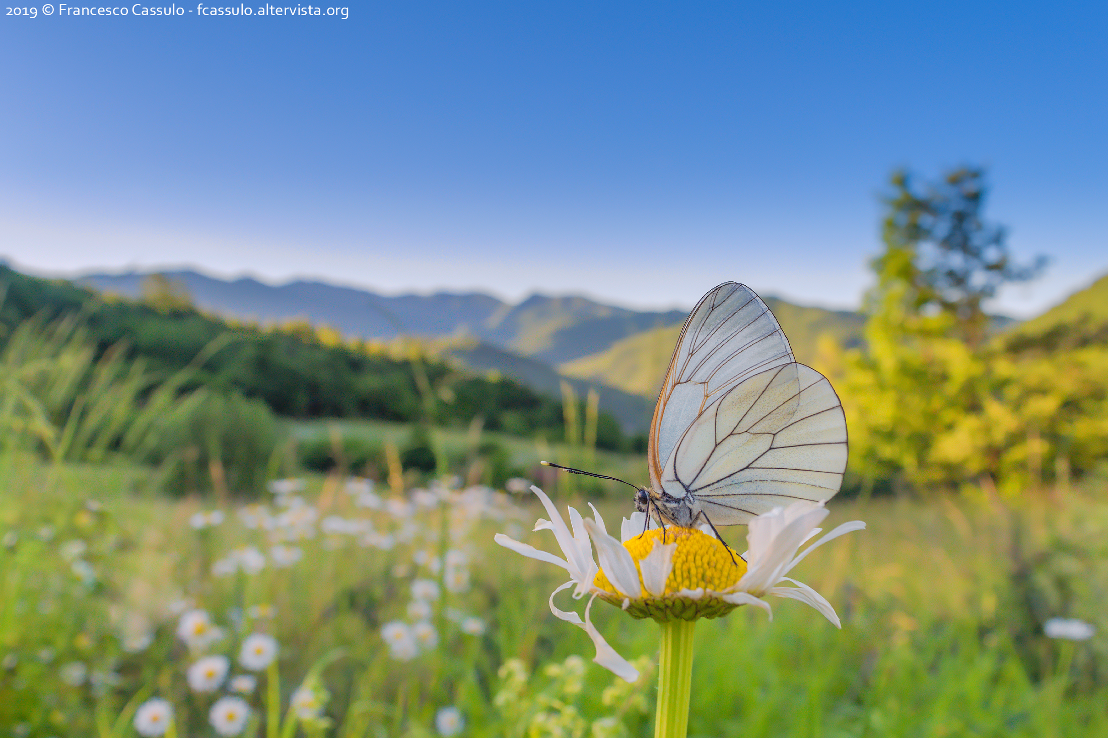 Aporia crataegi (Linnaeus, 1758)