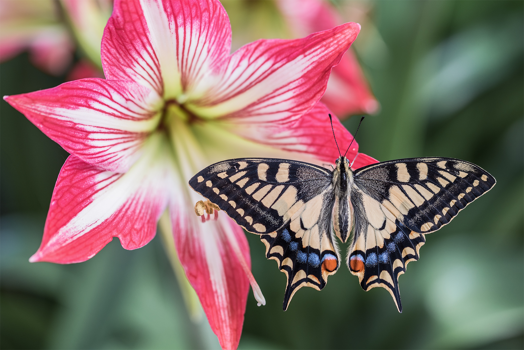 The Papilio machaon