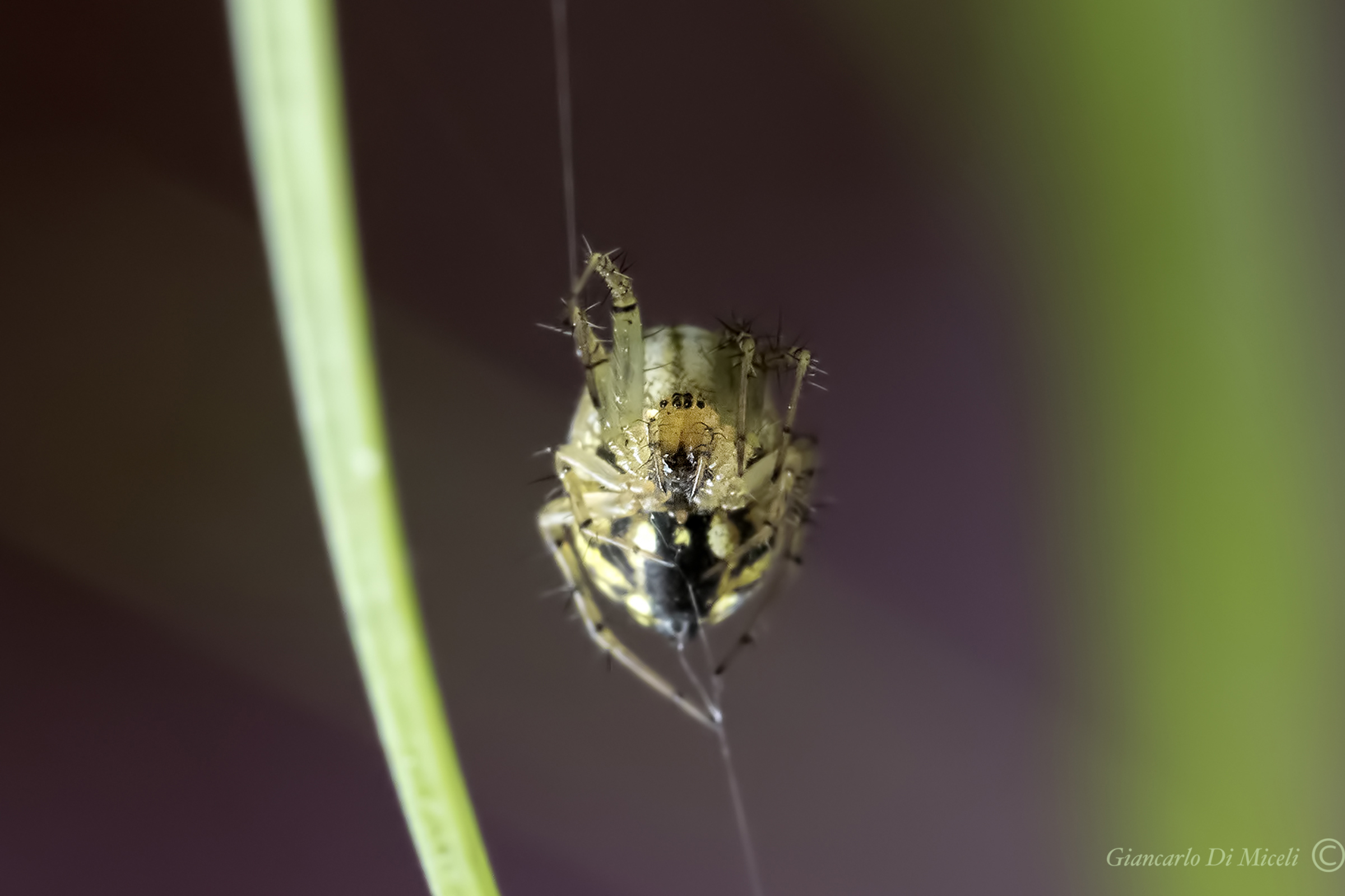 Mangora Acalypha (Araneidae)
