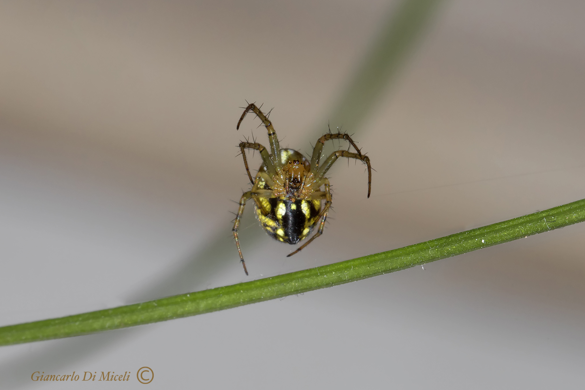 Mangora Acalypha (Araneidae)