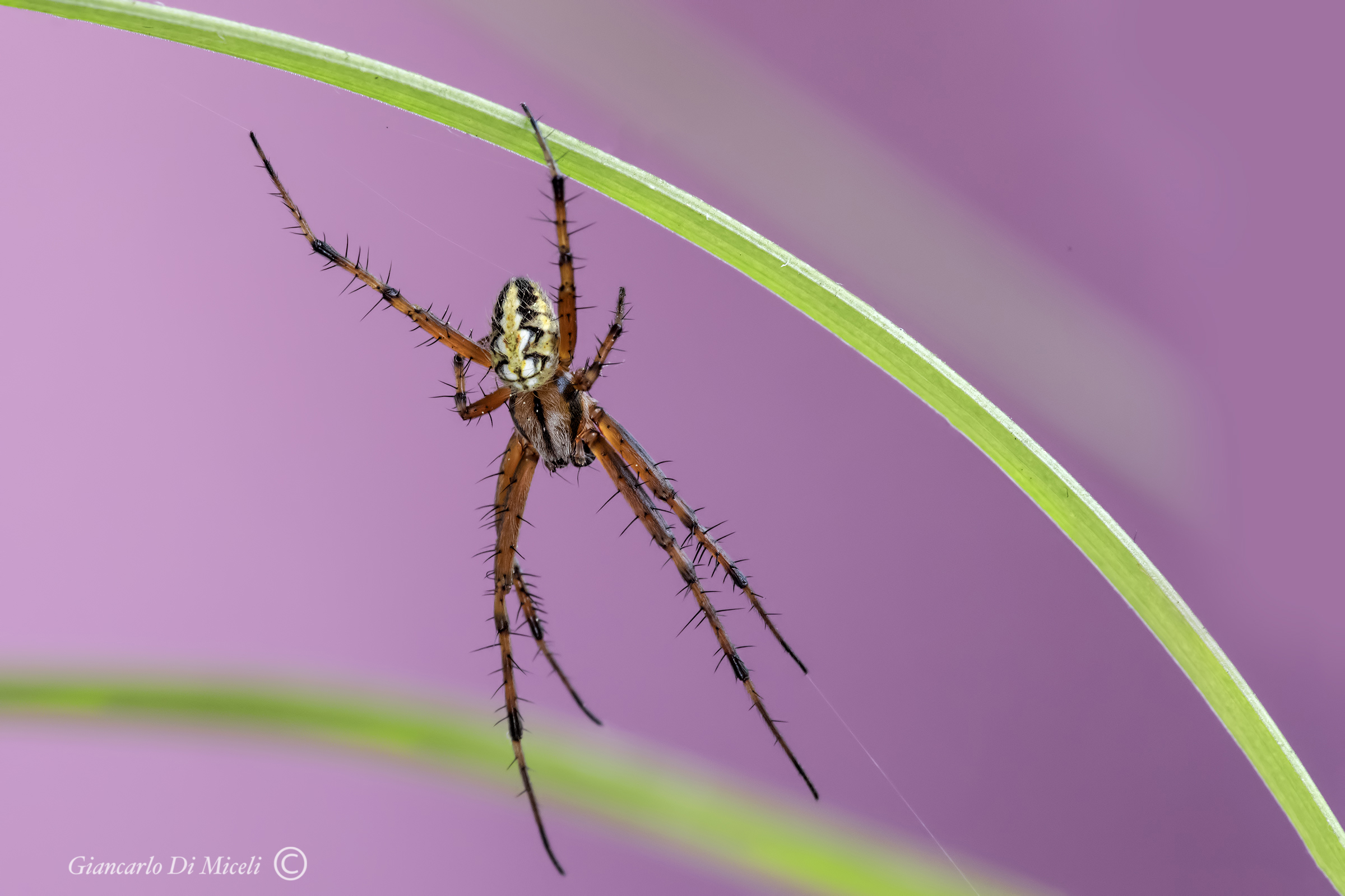 Neoscona Adianta (Araneidae)