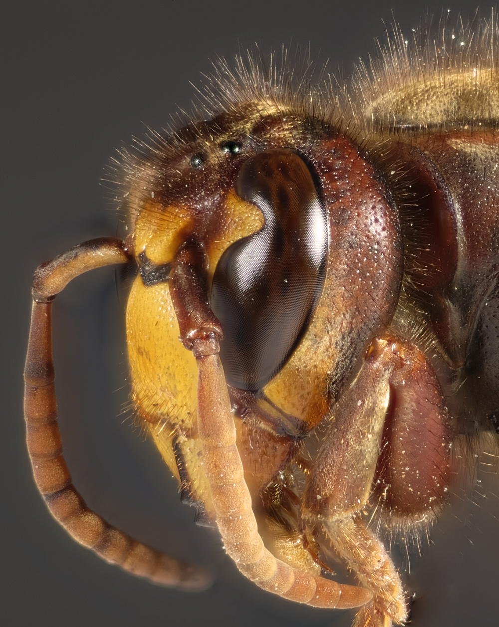 Vespa crabro